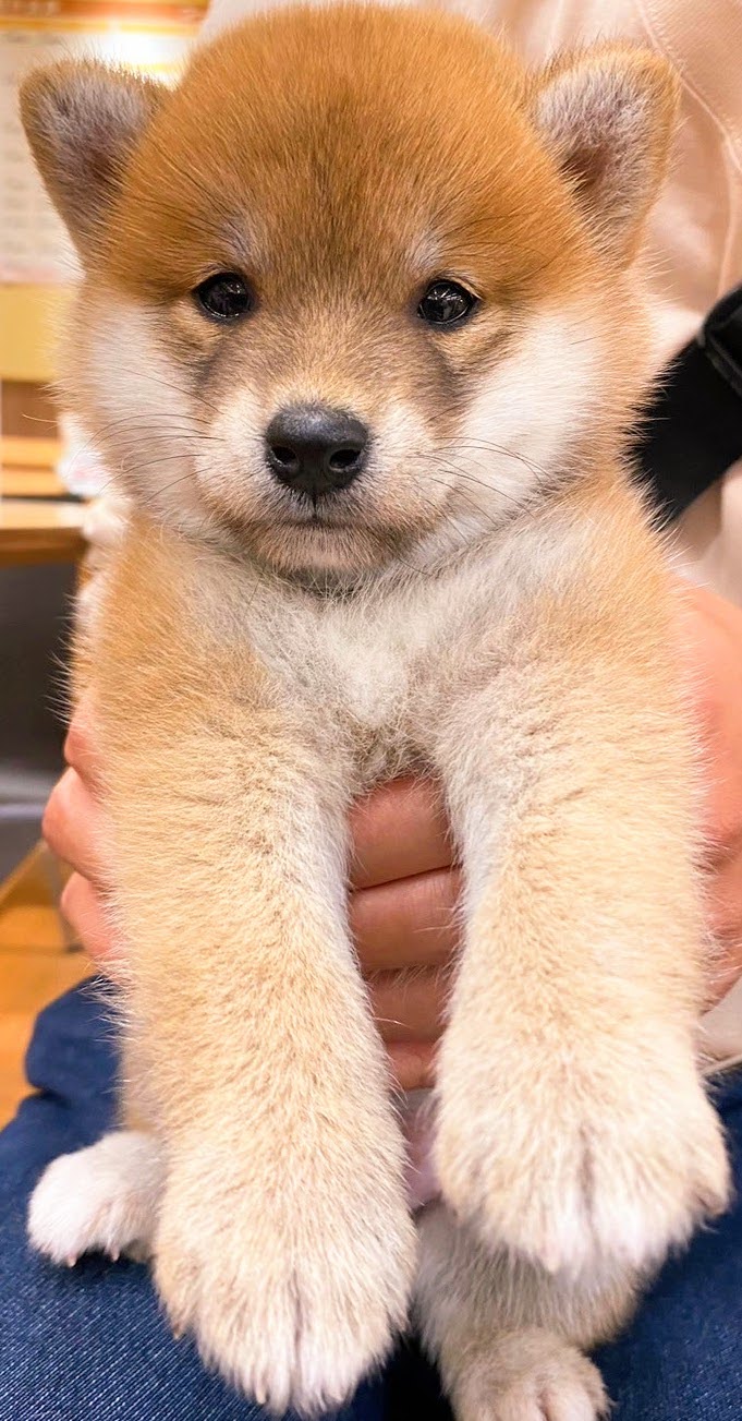 抱っこされる子犬のすず
