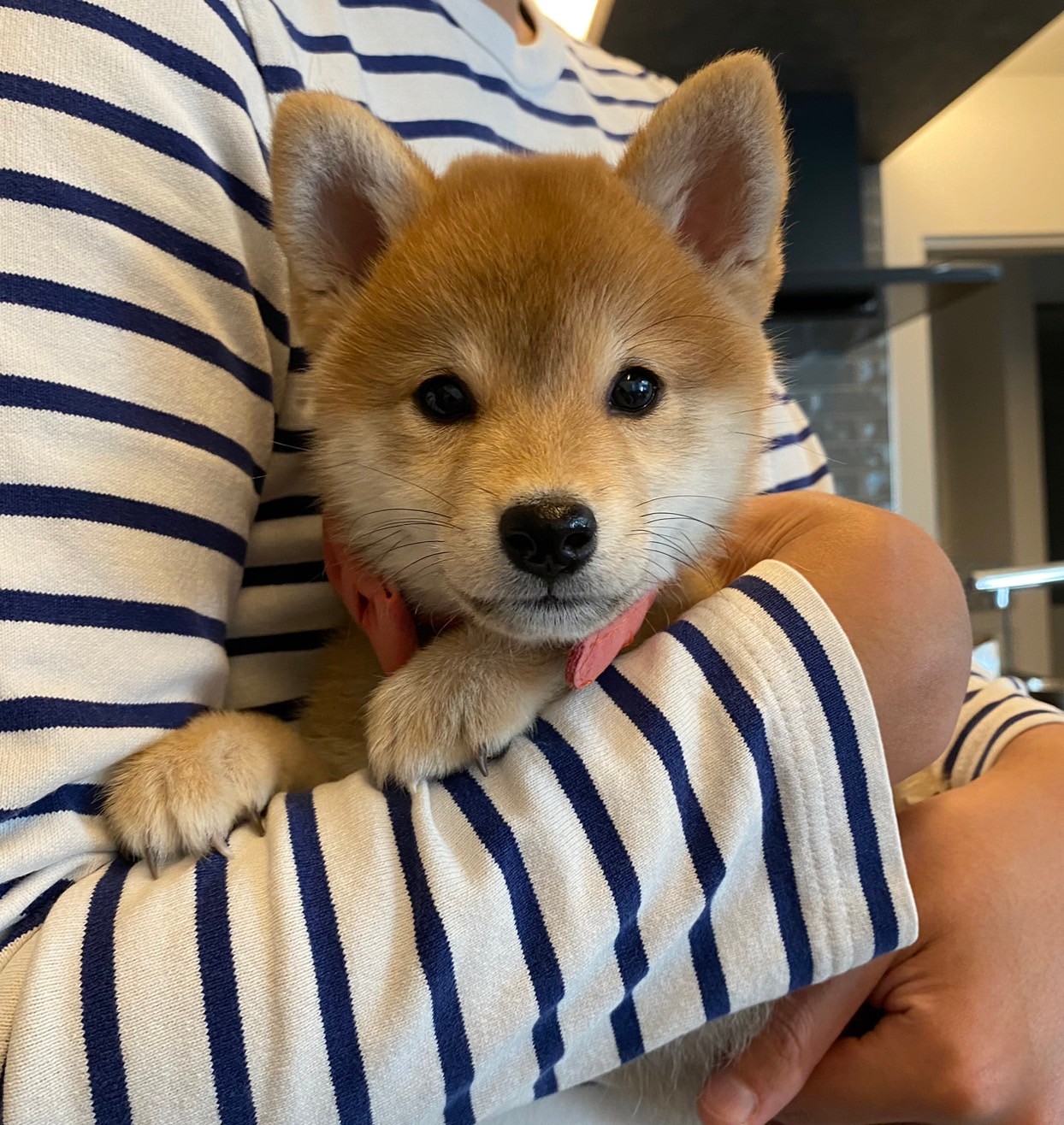 腕の中にすっぽり収まる子犬すず