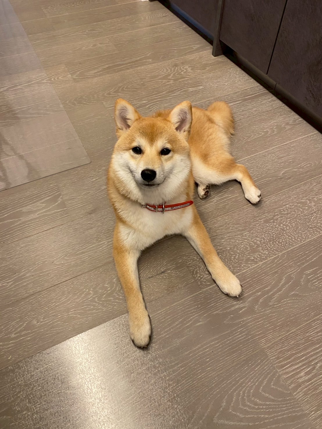 フローリングに伏せるすず