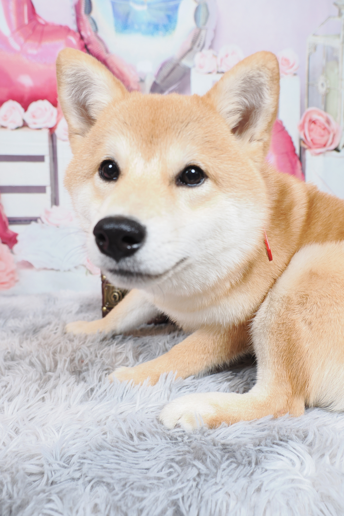 ふわふわのじゅうたんで