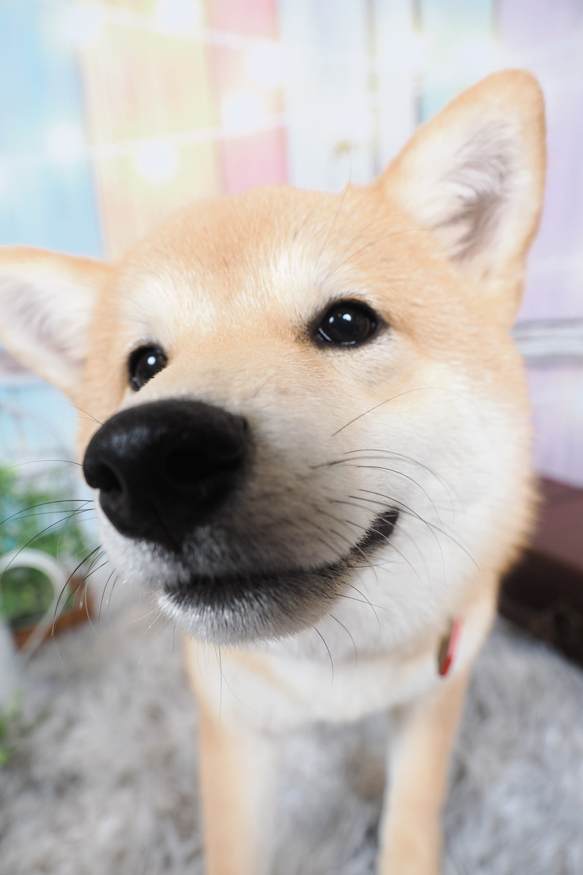 プロ撮影ですずのアップ
