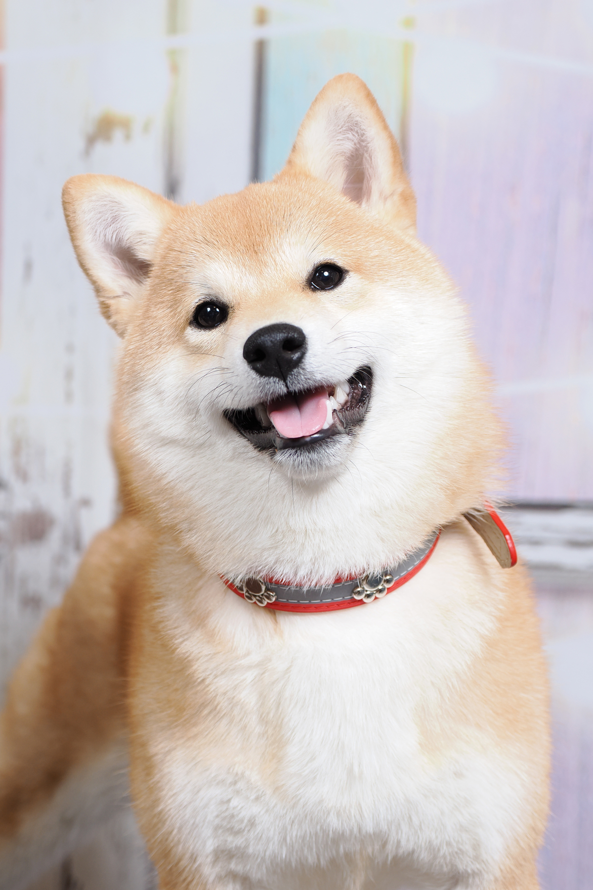 どアップのすず