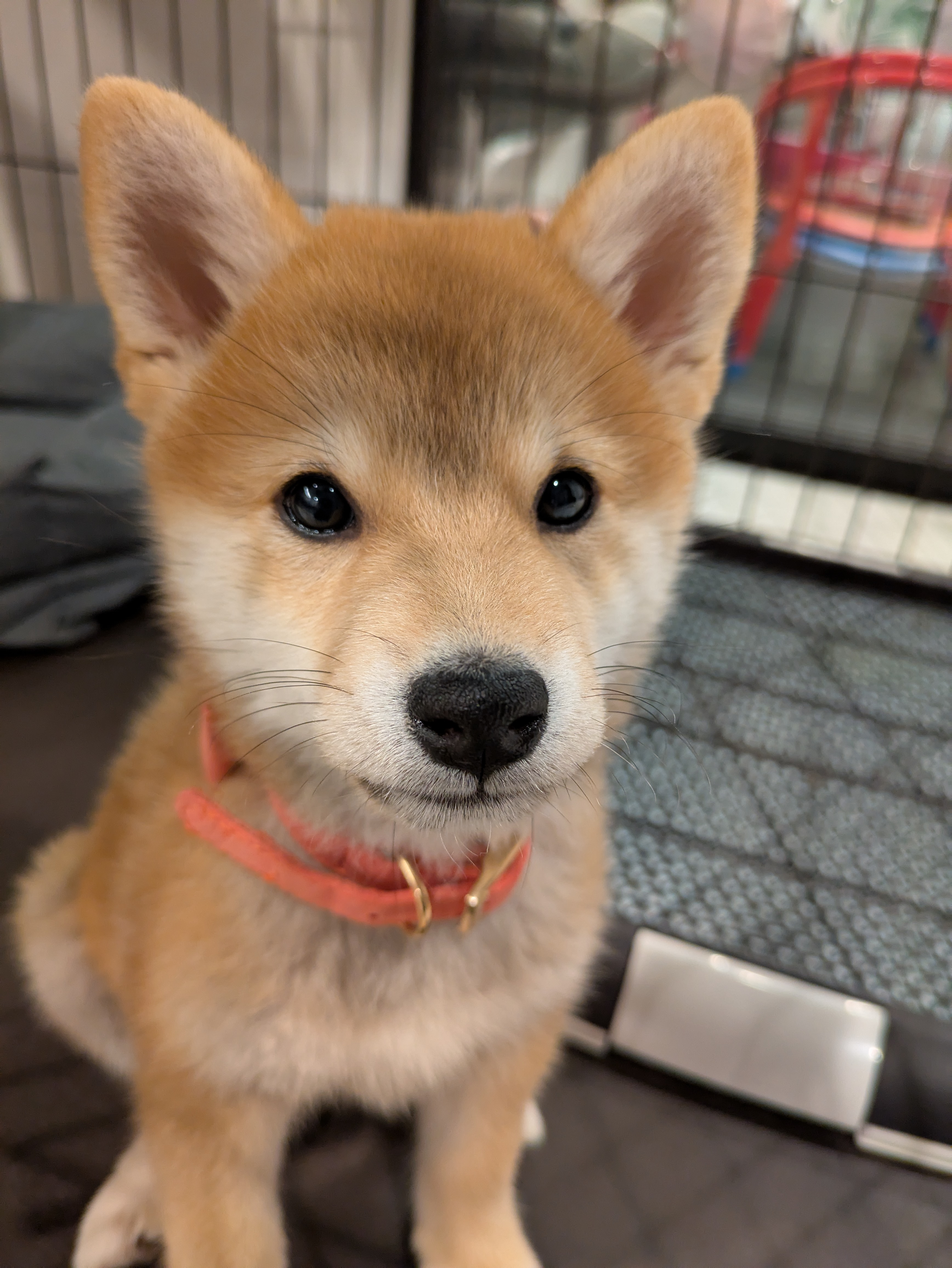 ケージ前でお座りする子犬すず