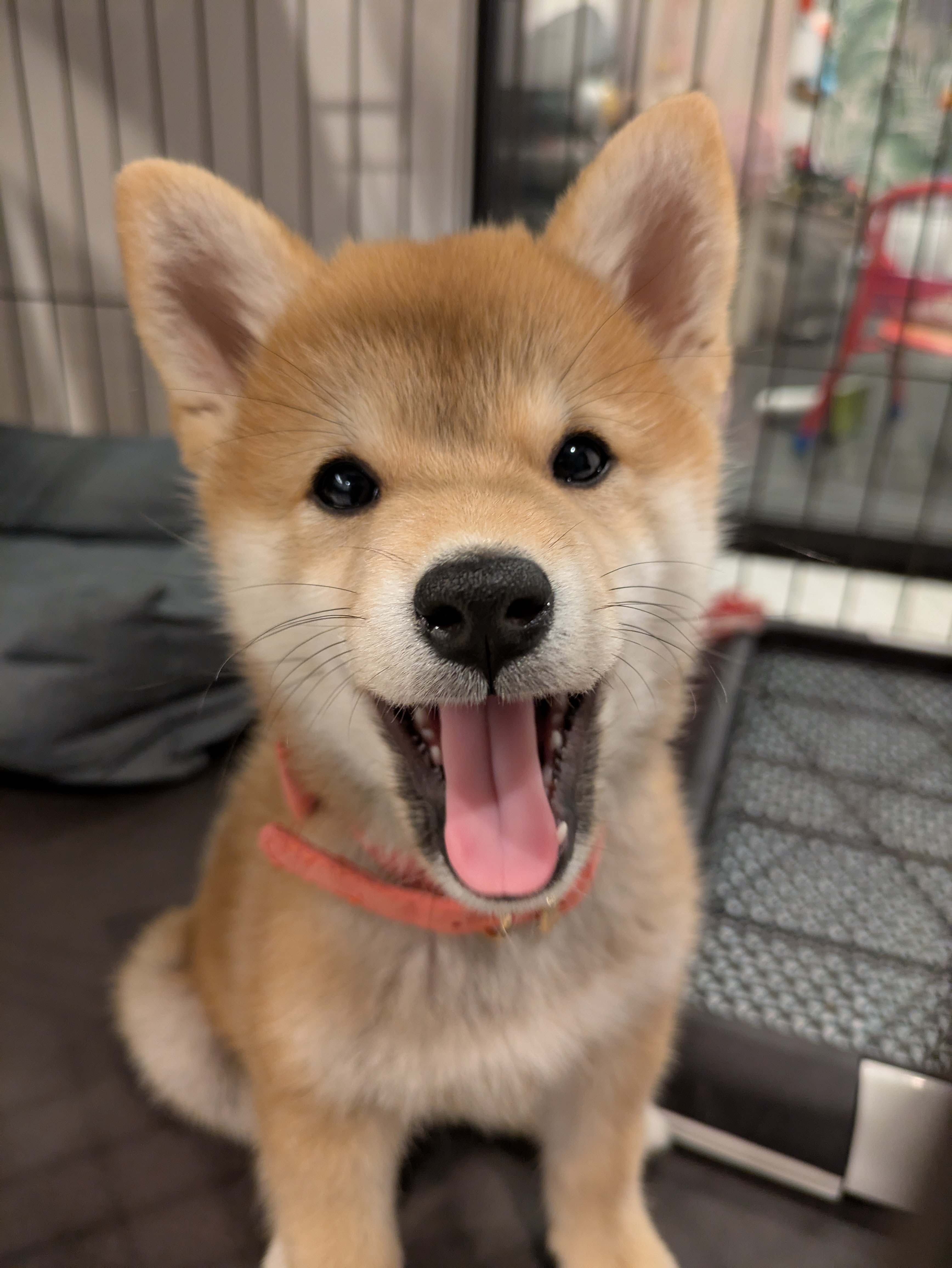 大口を開けて笑う子犬すず