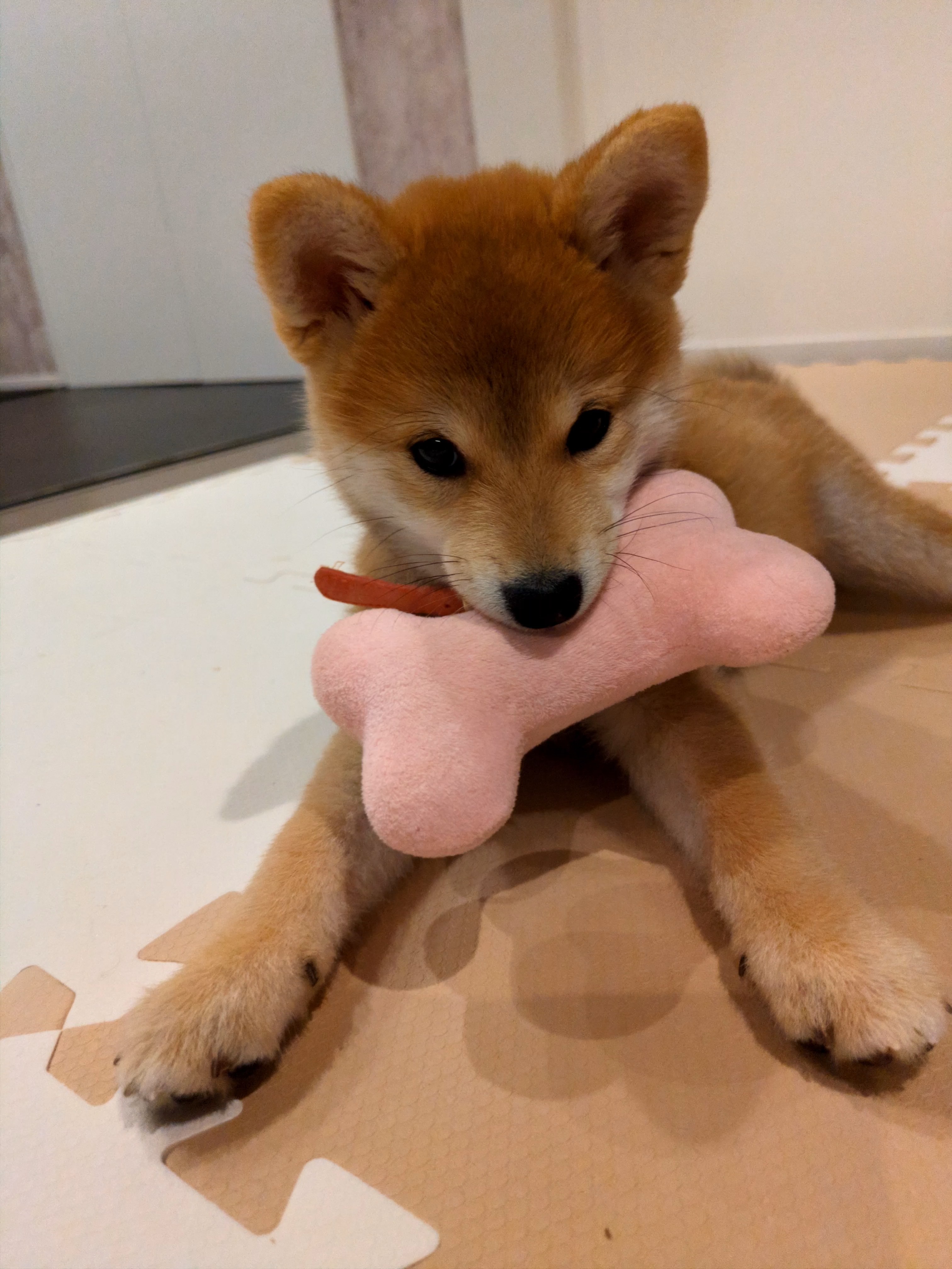 骨型おもちゃをかじる子犬すず