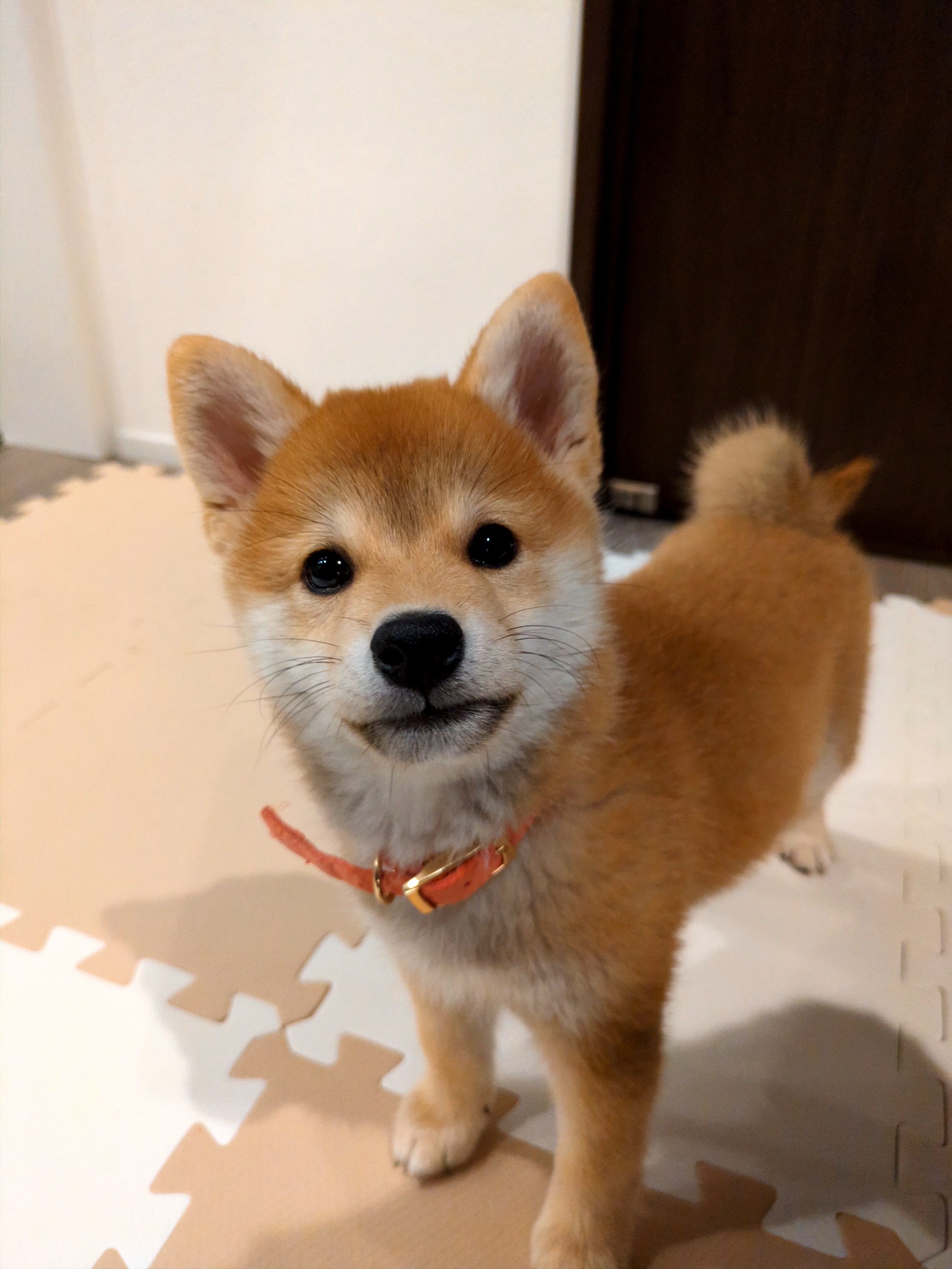 ジョイントマットで立つ子犬すず
