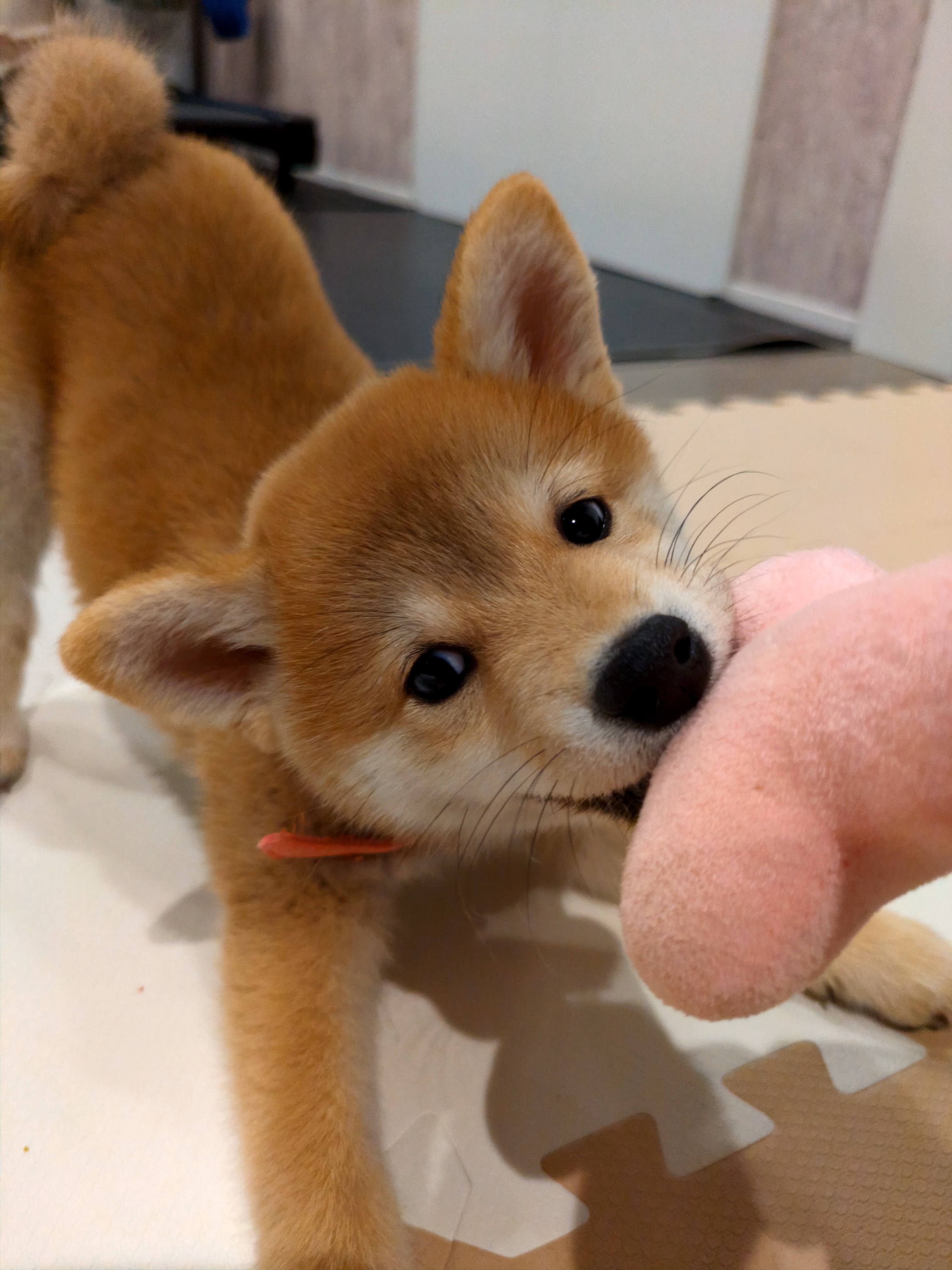 おもちゃと格闘する子犬すず