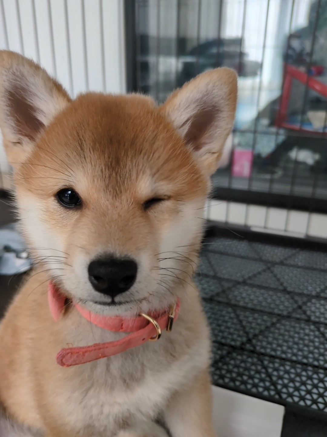 ケージの柵越しにアピールする子犬すず