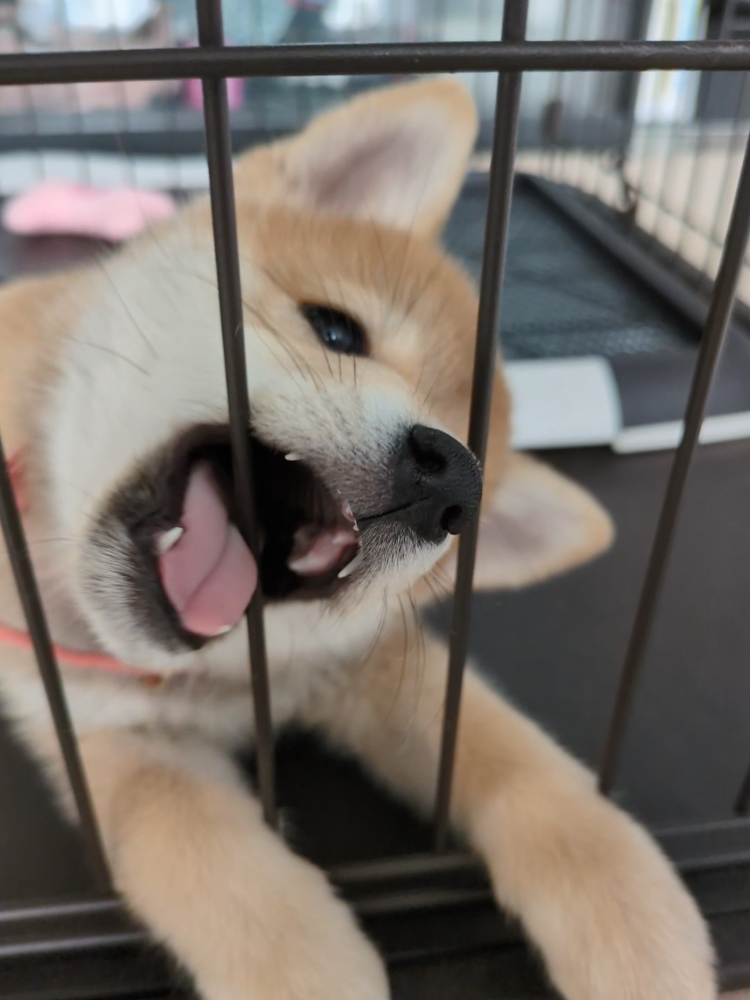 膝の上でくつろぐ子犬すず