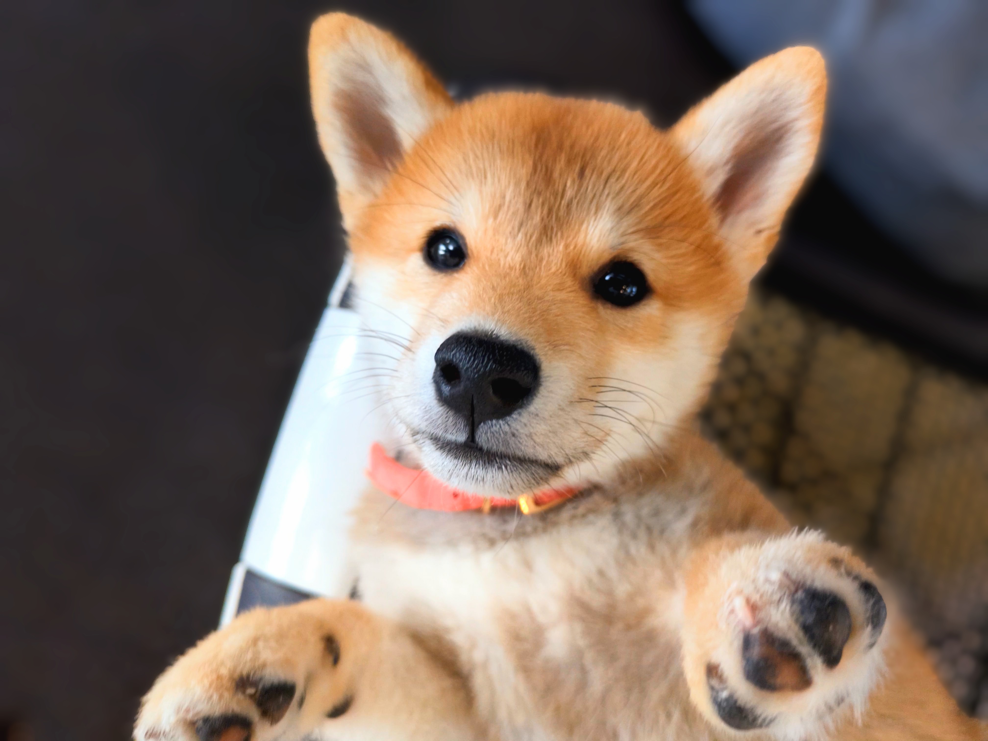 仰向けでかわいい表情のすず