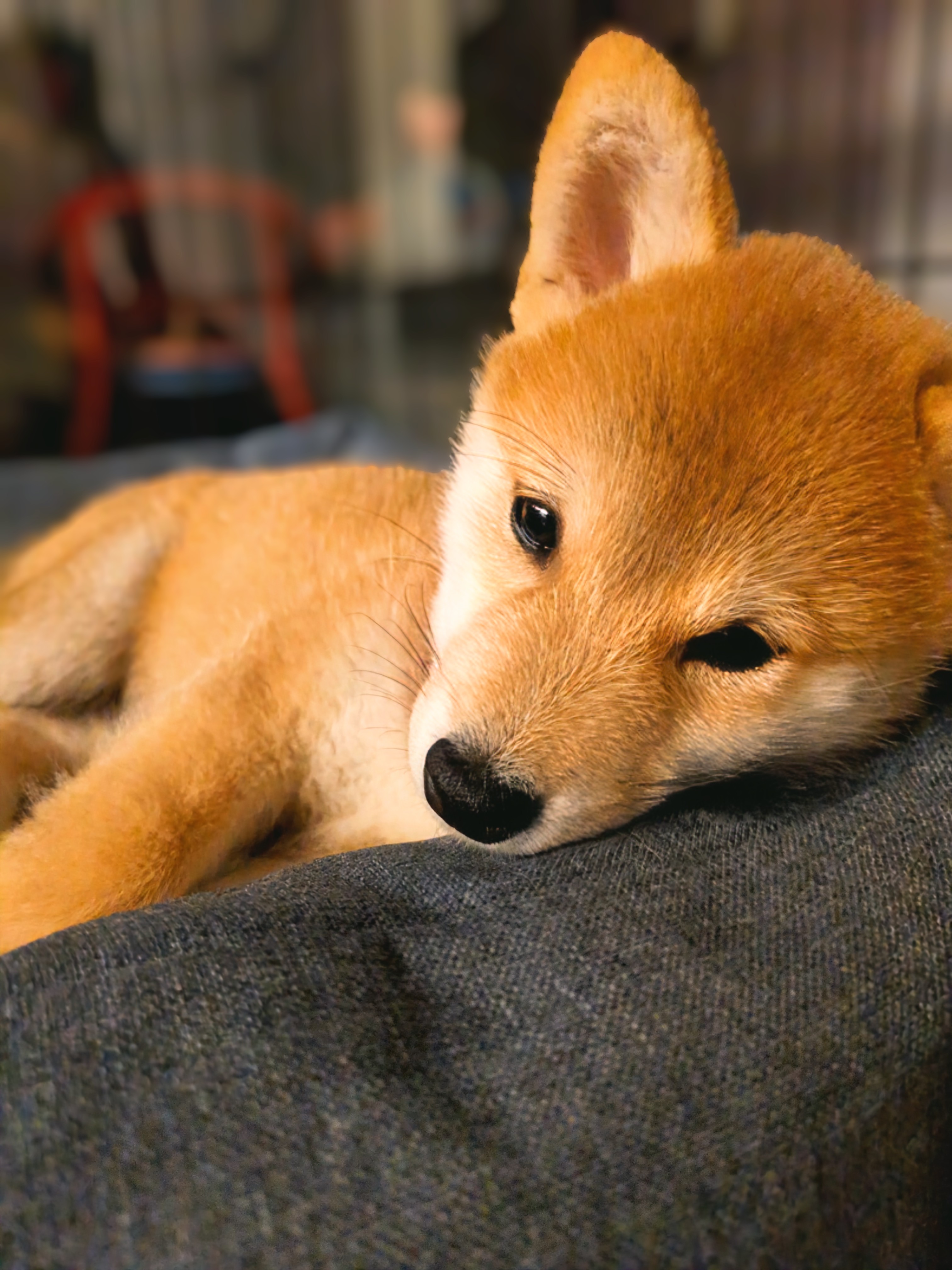 ソファの上でうとうとするすず