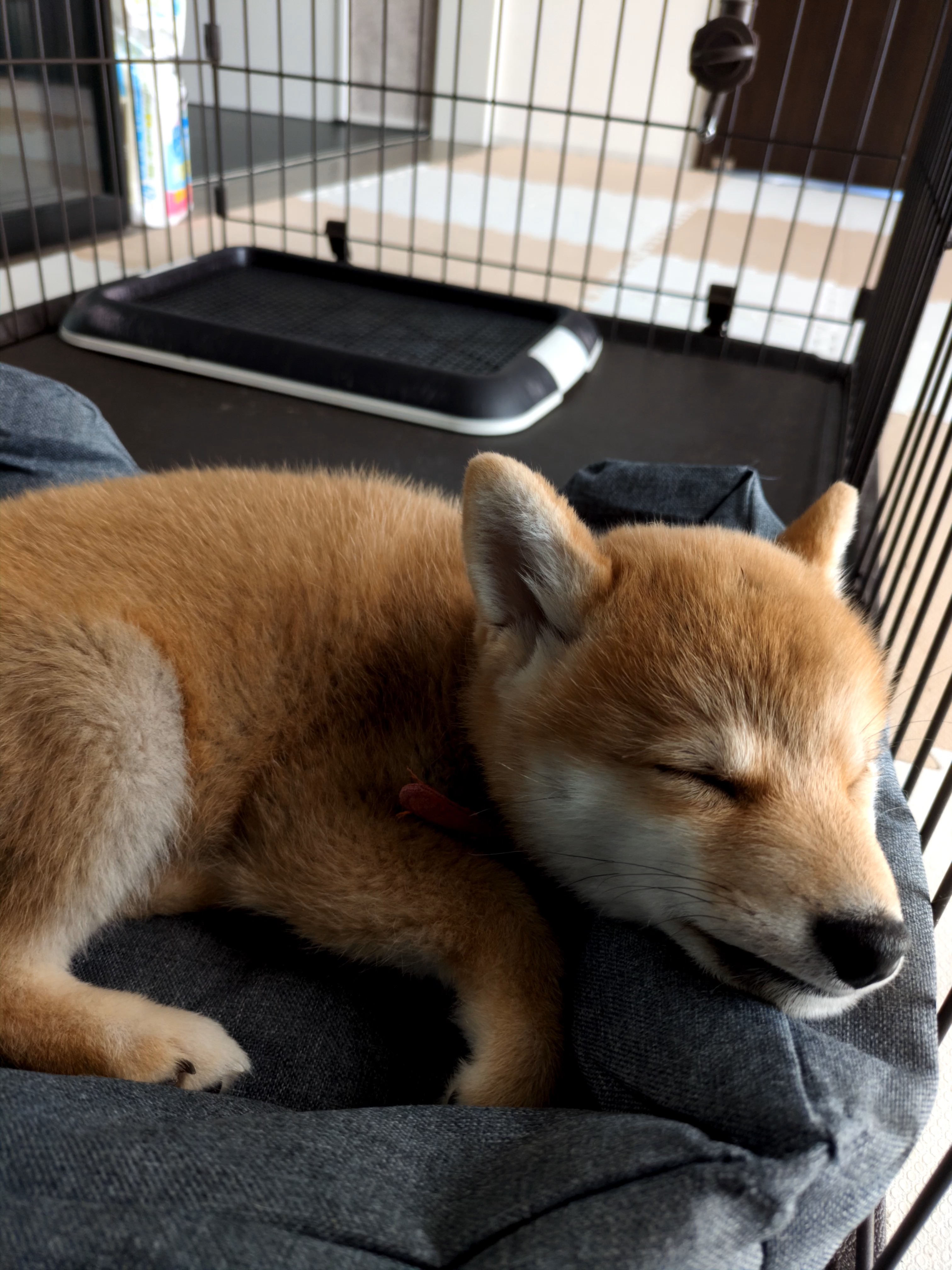 ケージで丸まって眠るすず