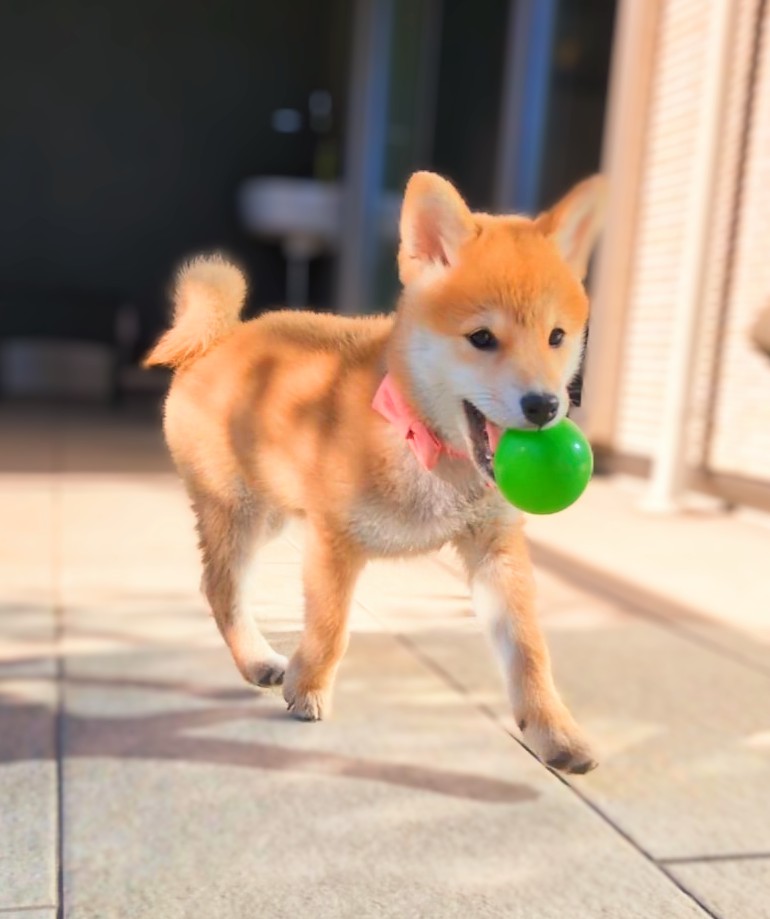 ボールをくわえて走る子犬すず