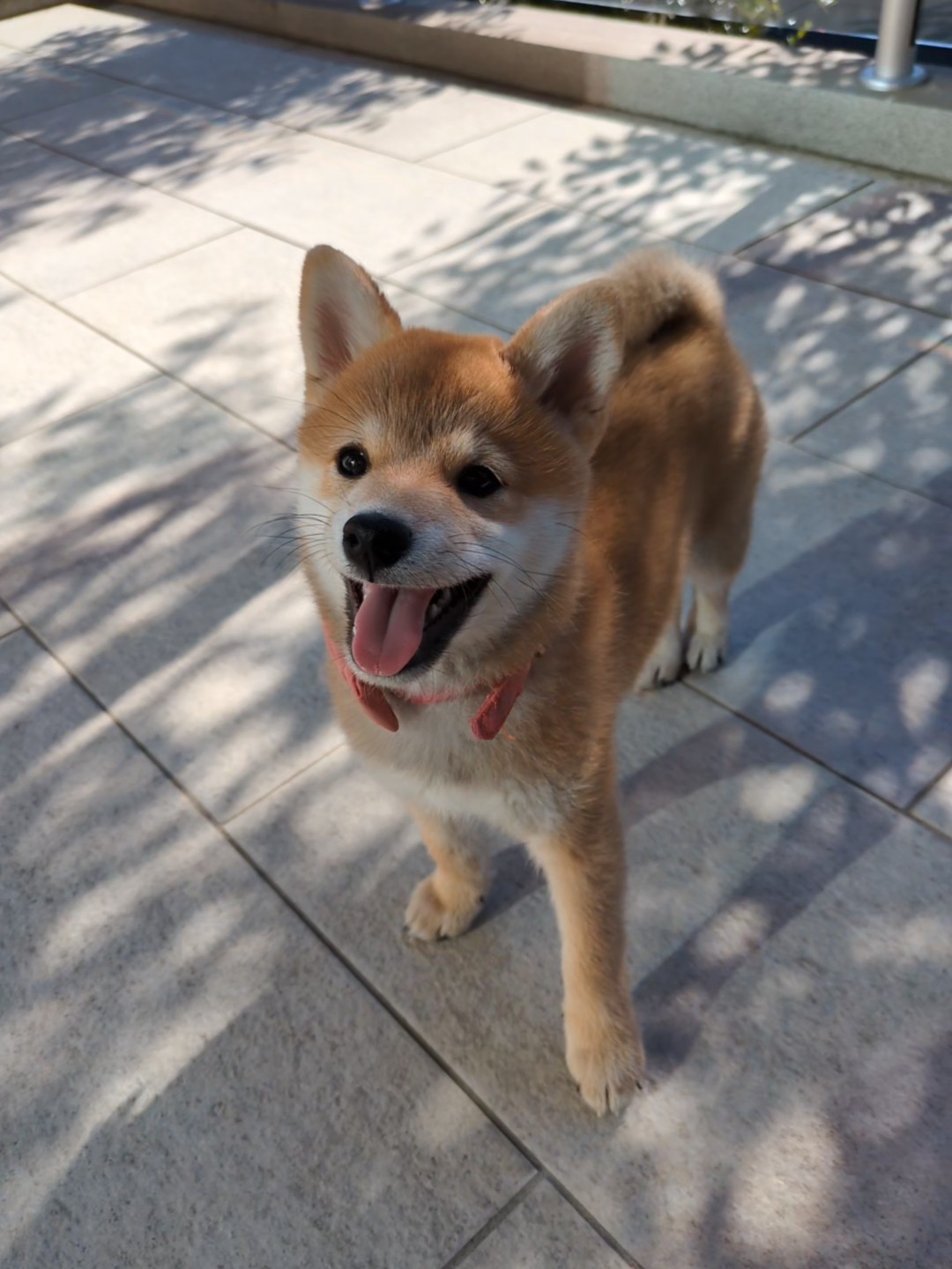 屋外で楽しそうな子犬すず