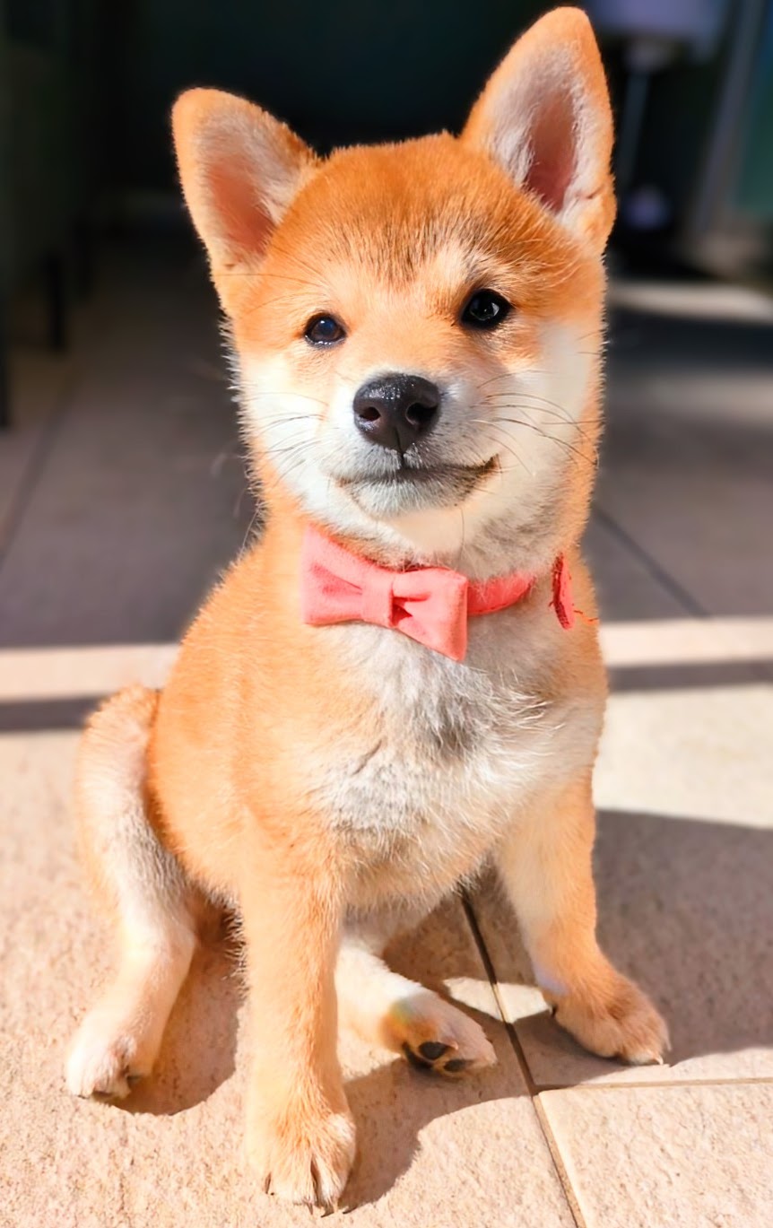 ピンクリボンカラーでお座りする子犬すず