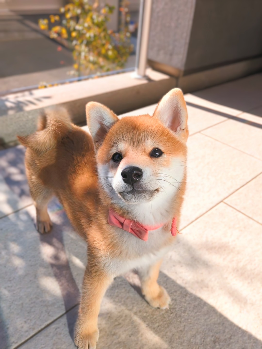 日差しの中でリボンカラーで外を見るすず
