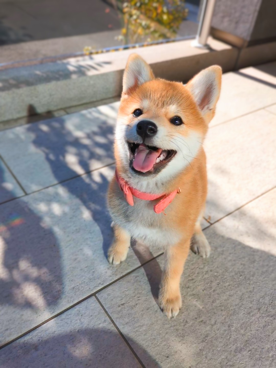 リボンカラーで笑顔のすず