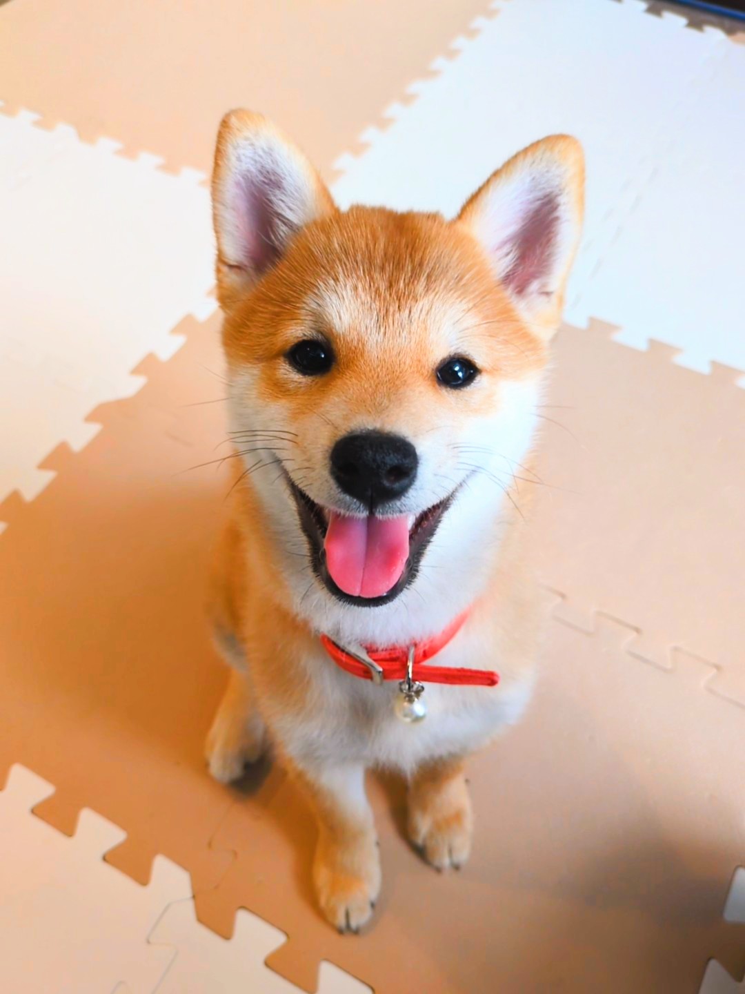 年明けに笑顔のすず