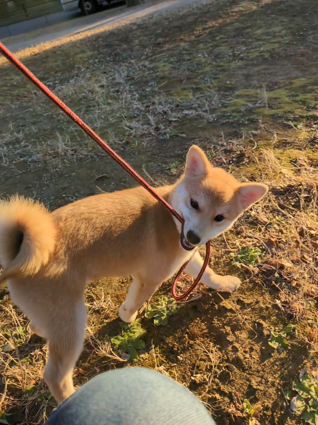 お散歩でリードをくわえるすず
