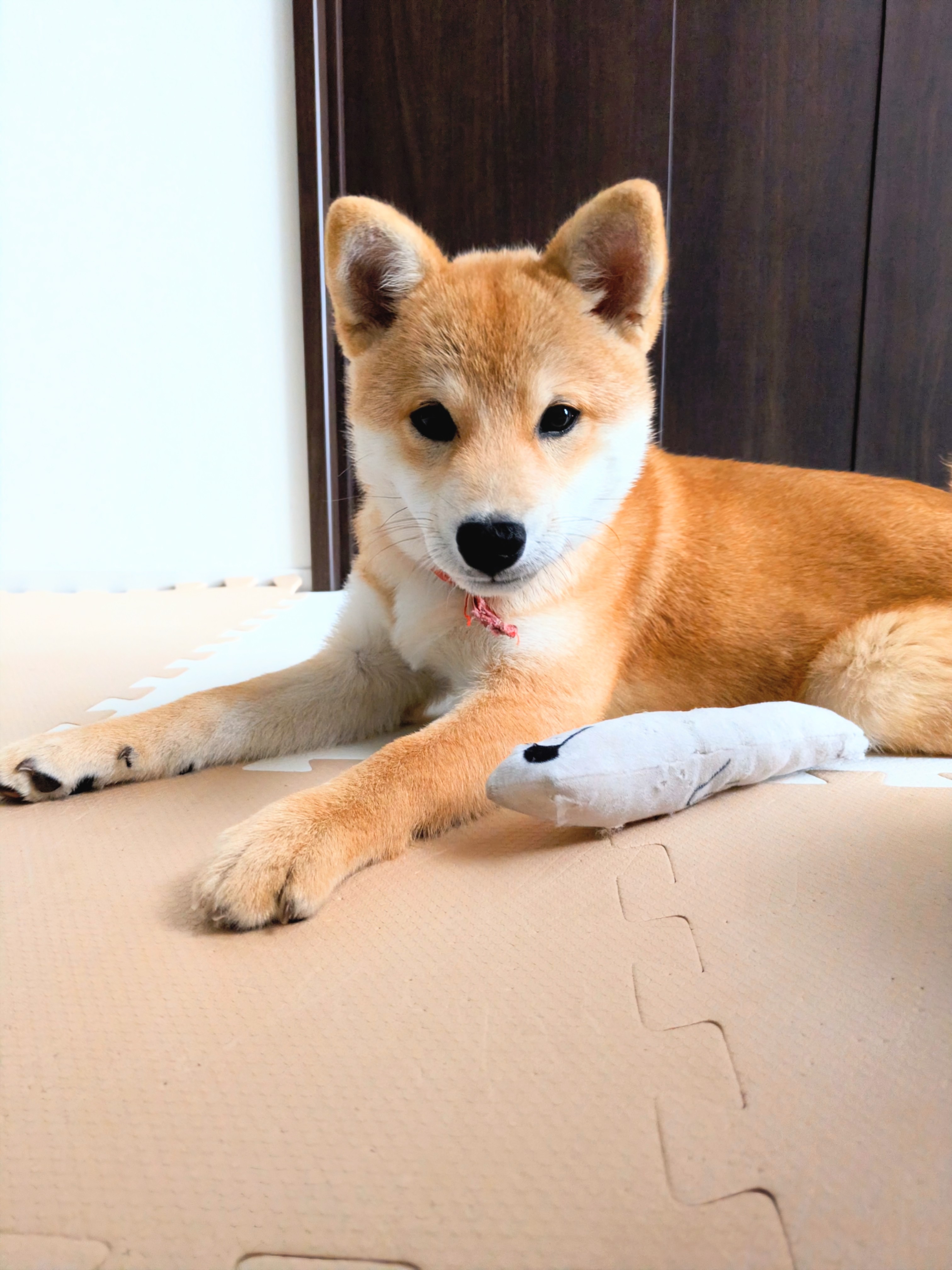 ぱっちり目のすず