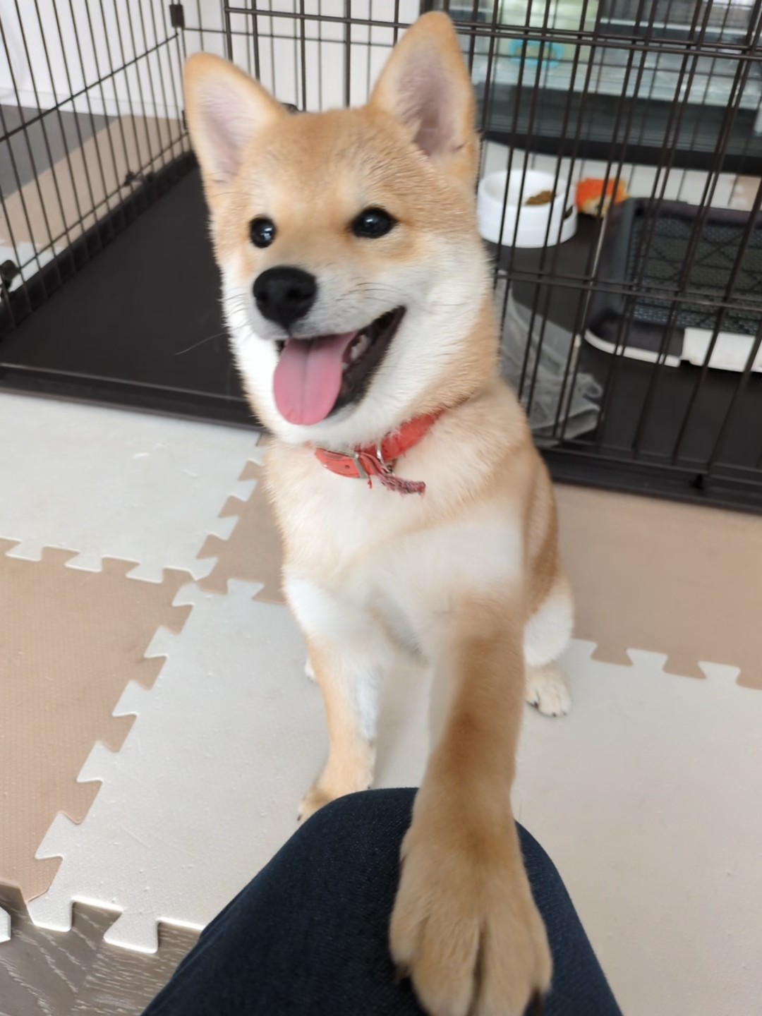 早くちょうだい！