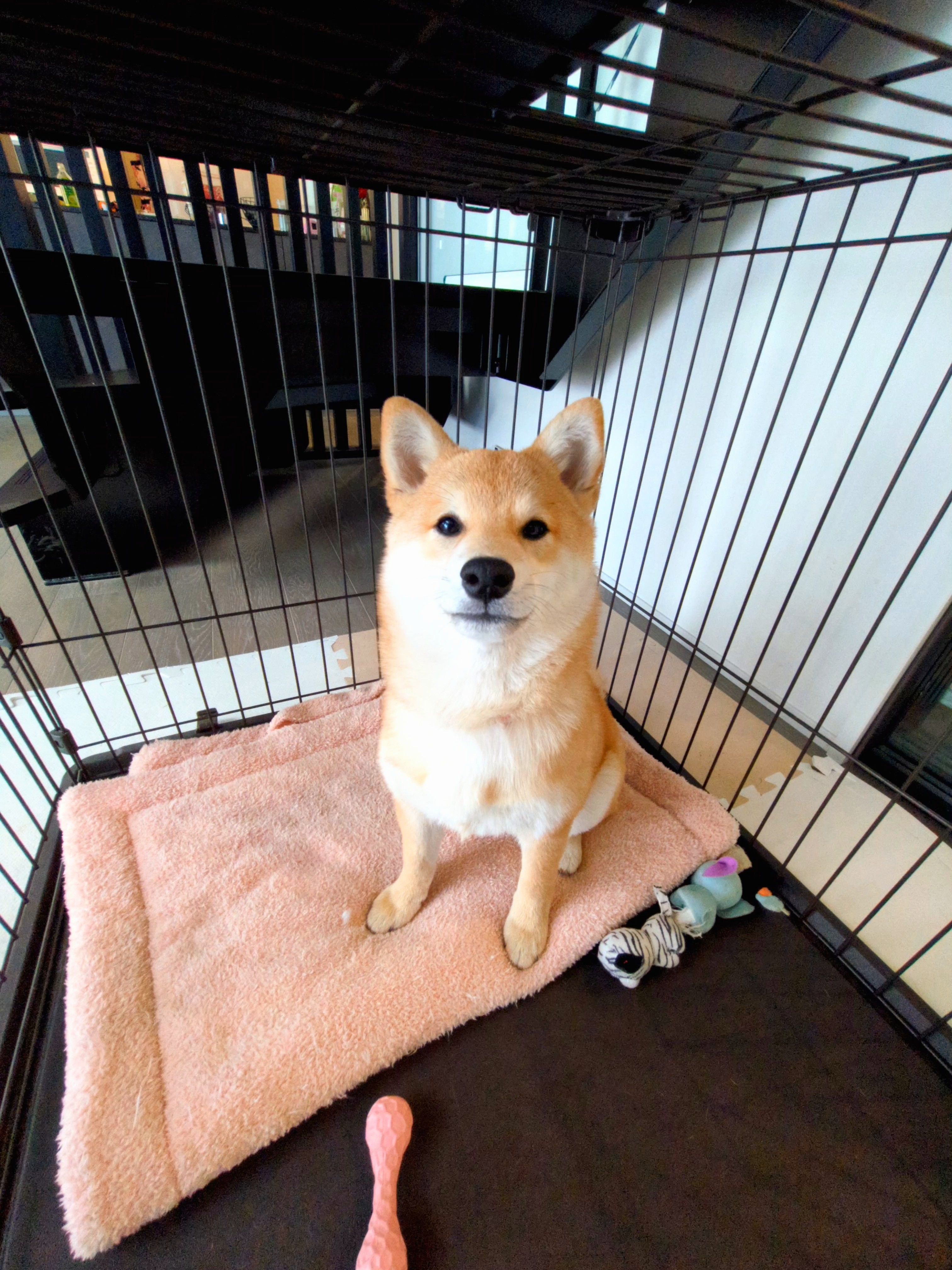 ハウスでいいこ