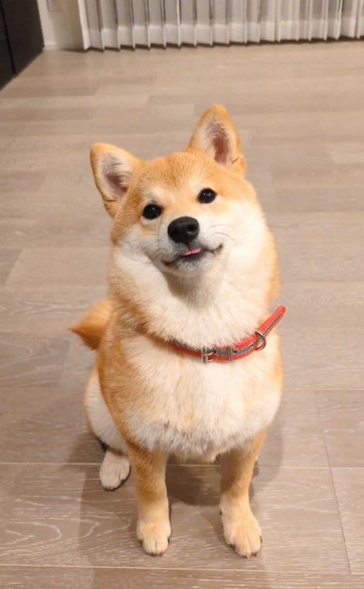 正面顔のすず
