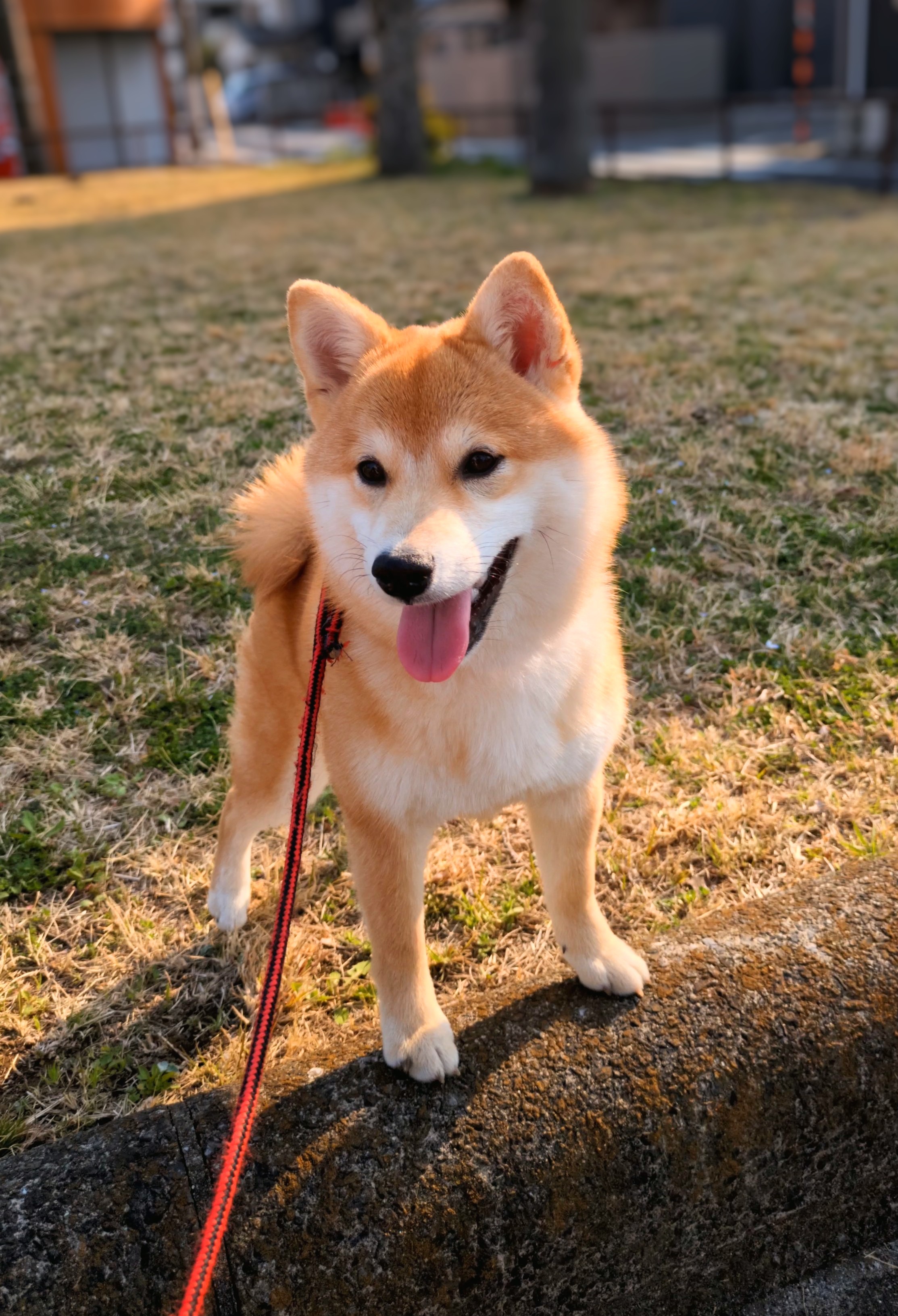 公園散歩のすず