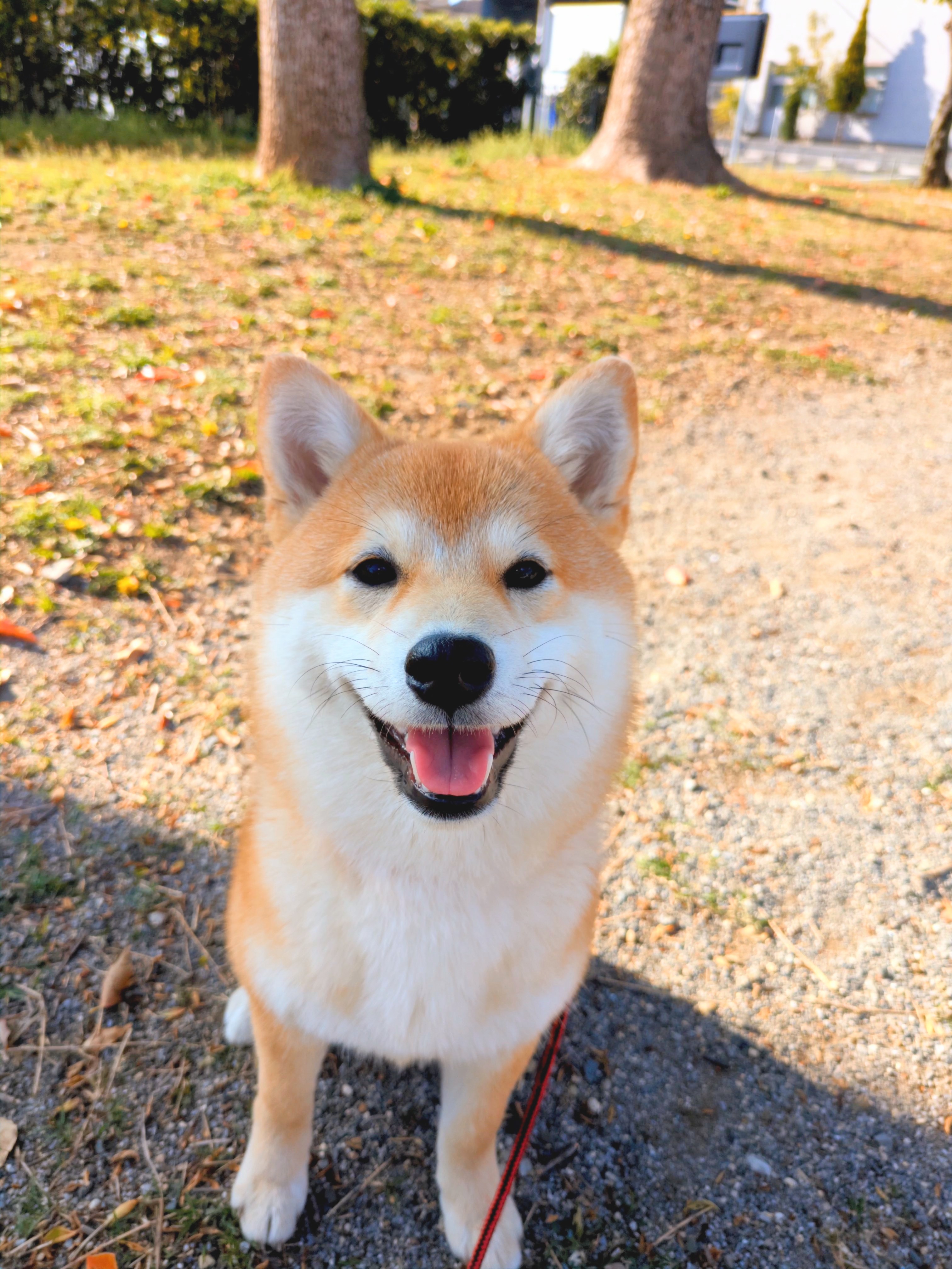 日向ぼっこのすず