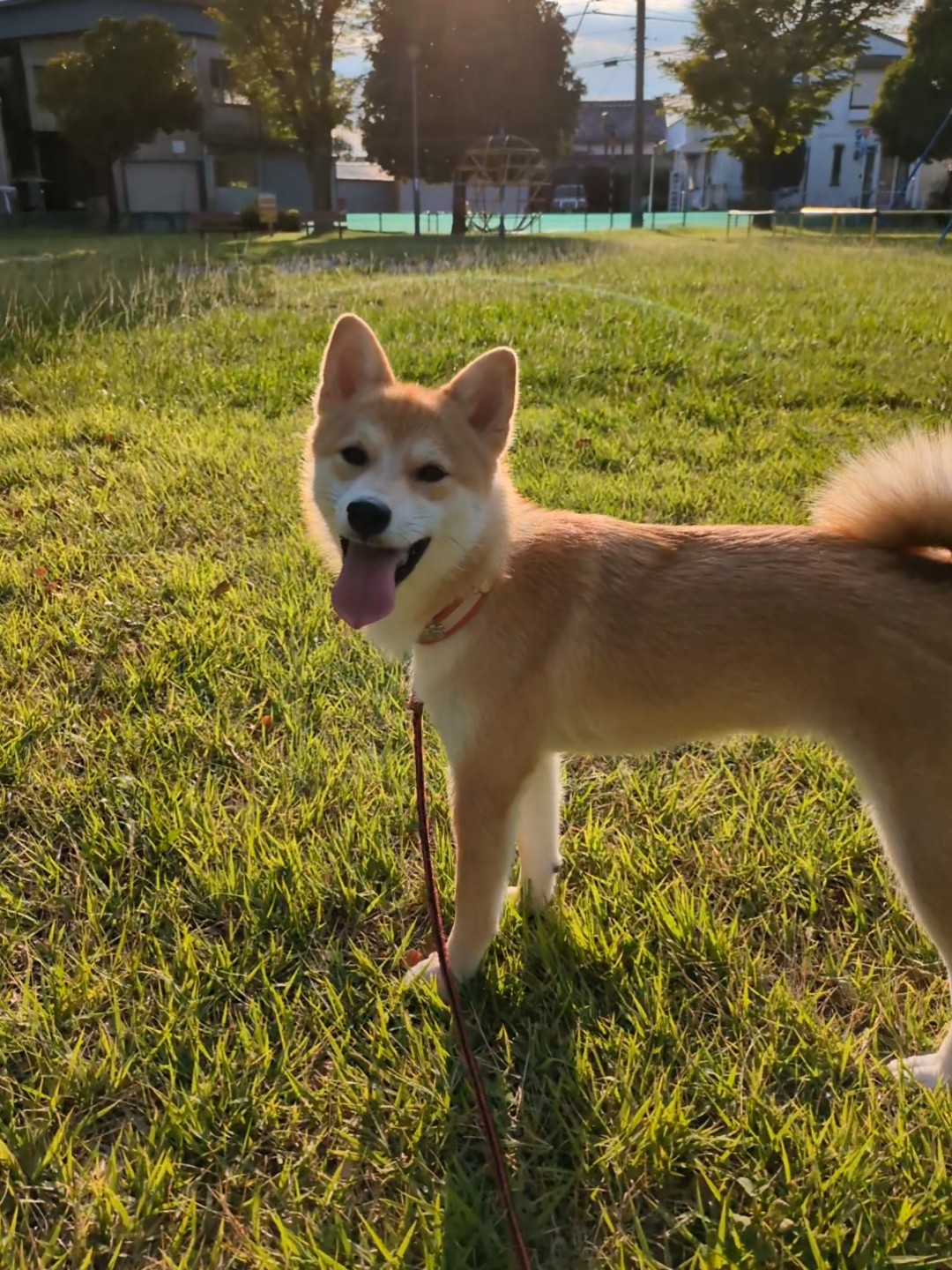 夕暮れの公園で立つすず