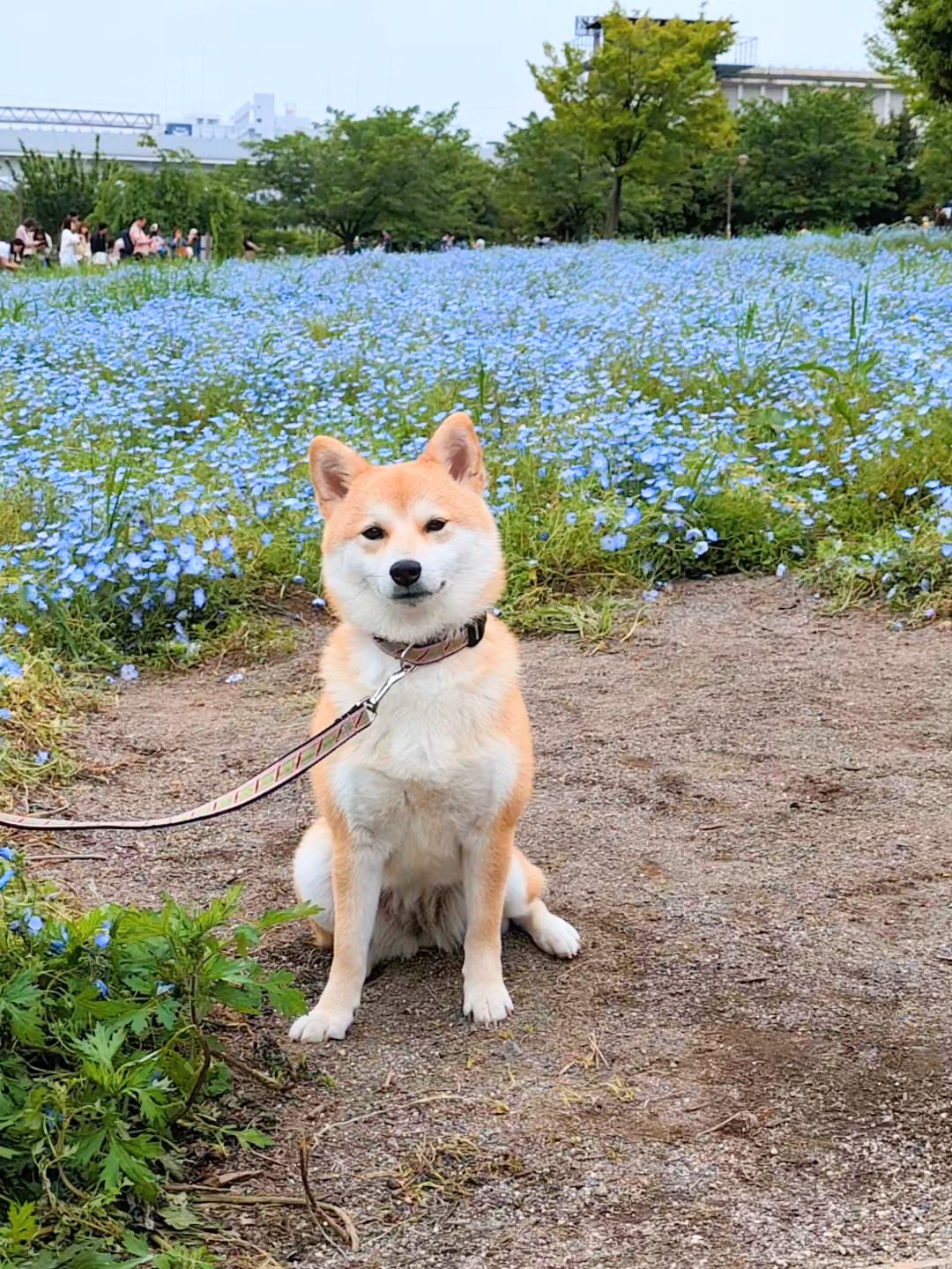 ネモフィラ畑の前でお座りするすず