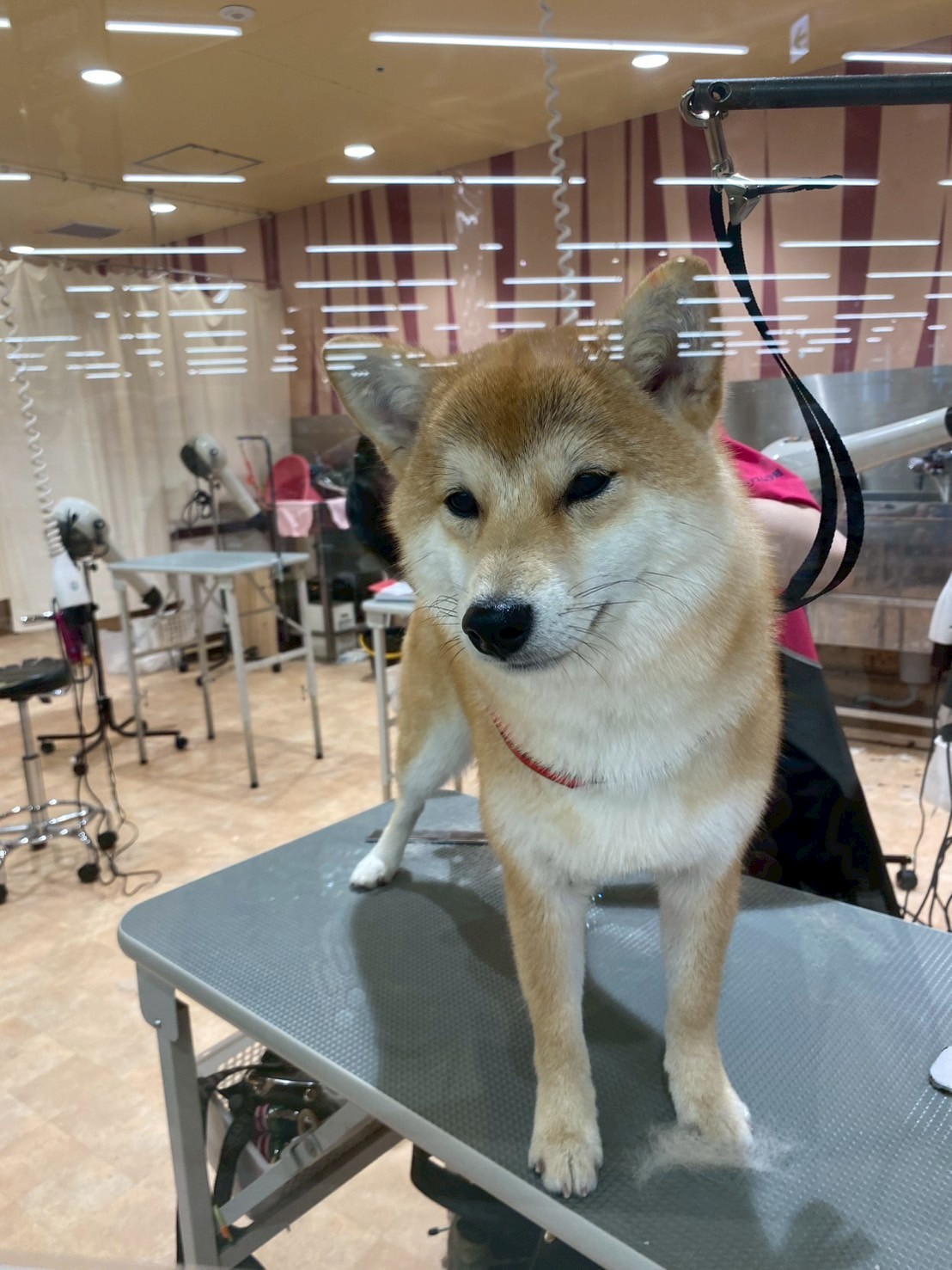 柴犬の換毛期を乗り越える！ブラッシングと抜け毛対策の完全ガイド