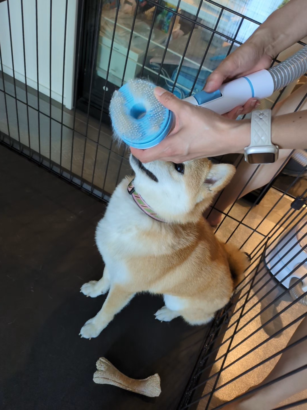 抜け毛が部屋に舞わない！グルーミング掃除機「AsyPets」を柴犬すずで試してみた