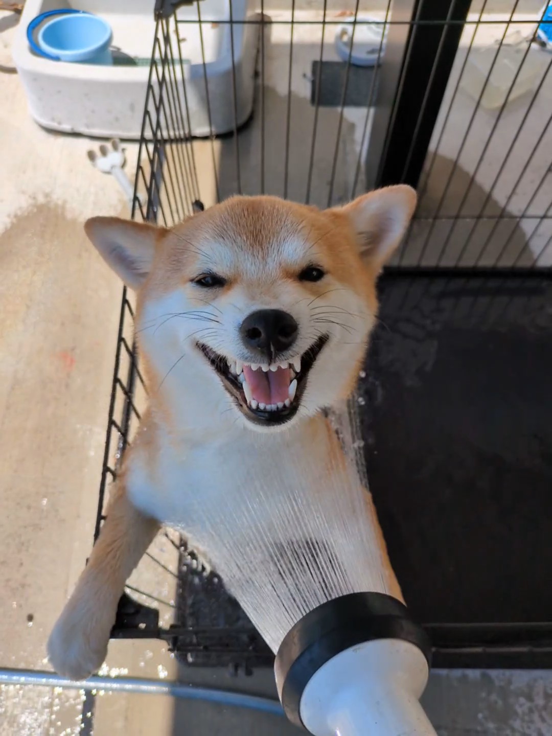 柴犬とのお風呂事情｜自宅で洗うかプロに任せるか