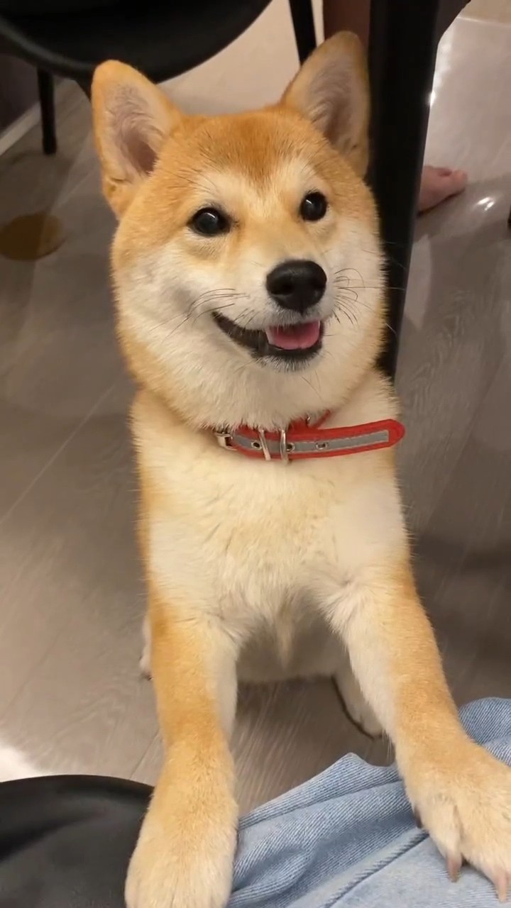 柴犬を迎えて1年半。あのとき知りたかったことを、正直に書きます