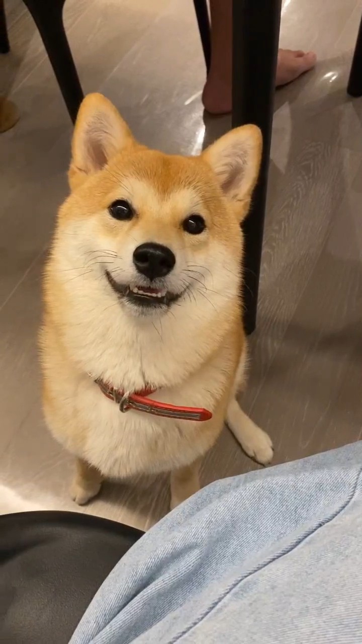 座って見上げるすず