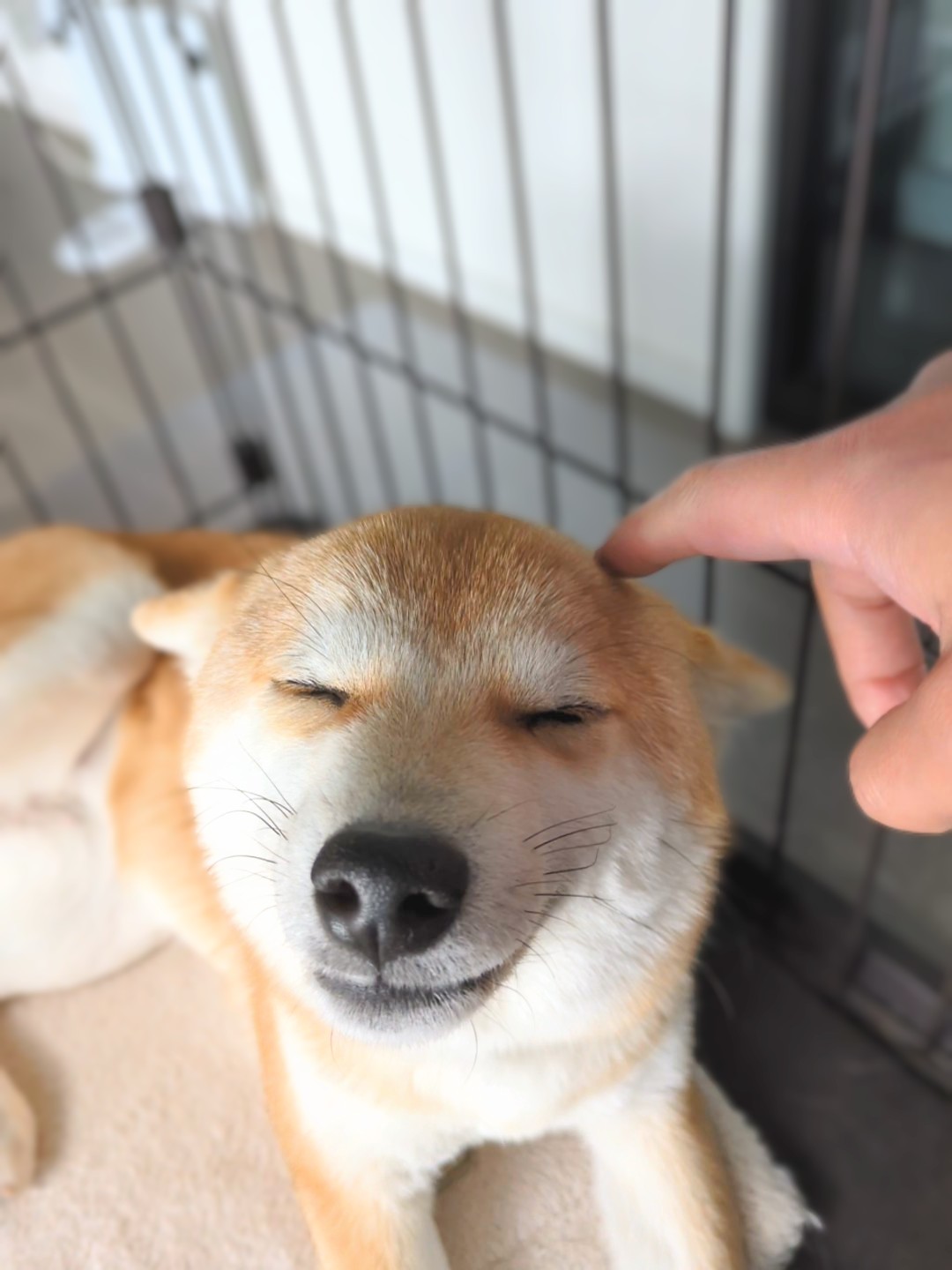 柴犬のボディランゲージ図鑑｜しっぽ・耳・目で読む『今の気持ち』