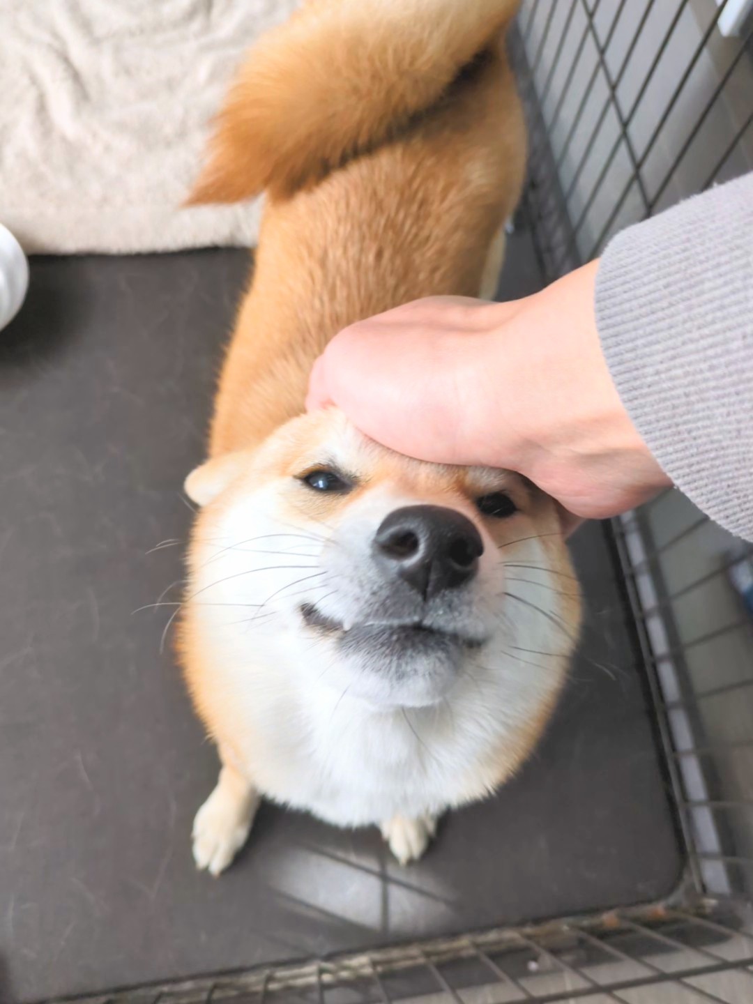 撫でられて見上げる甘え顔のすず