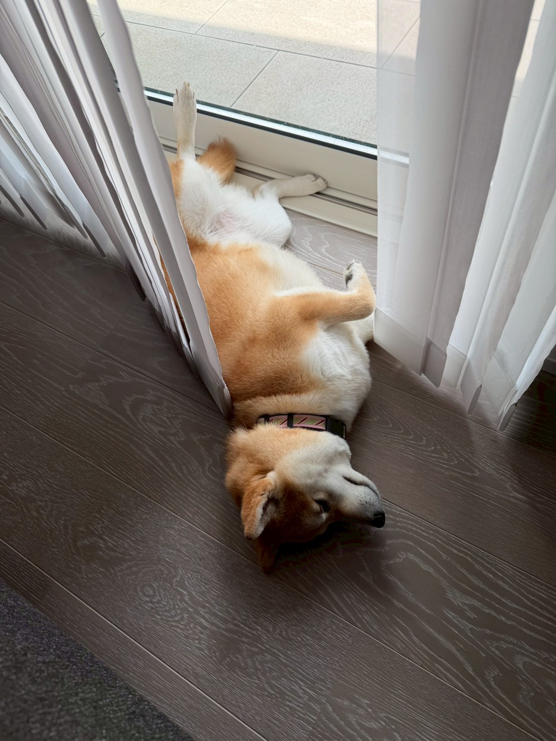 分離不安の見分け方と対策｜すずが「一人でいられる犬」になるまで