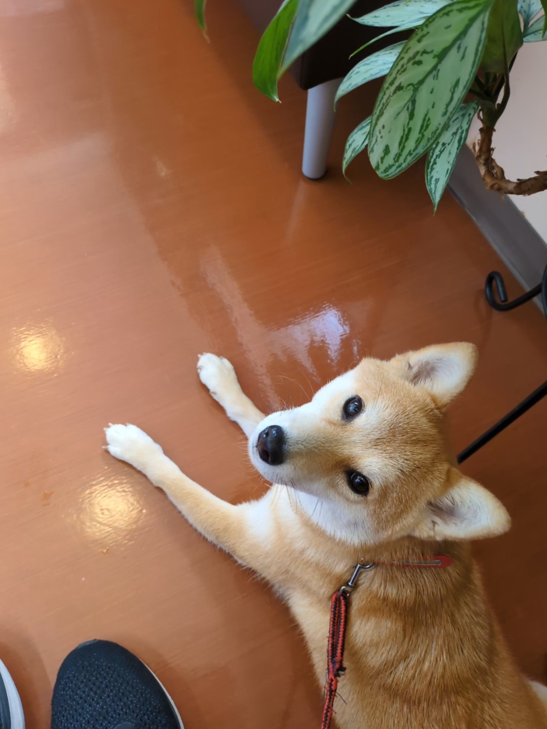 待合室で伏せて待つすず