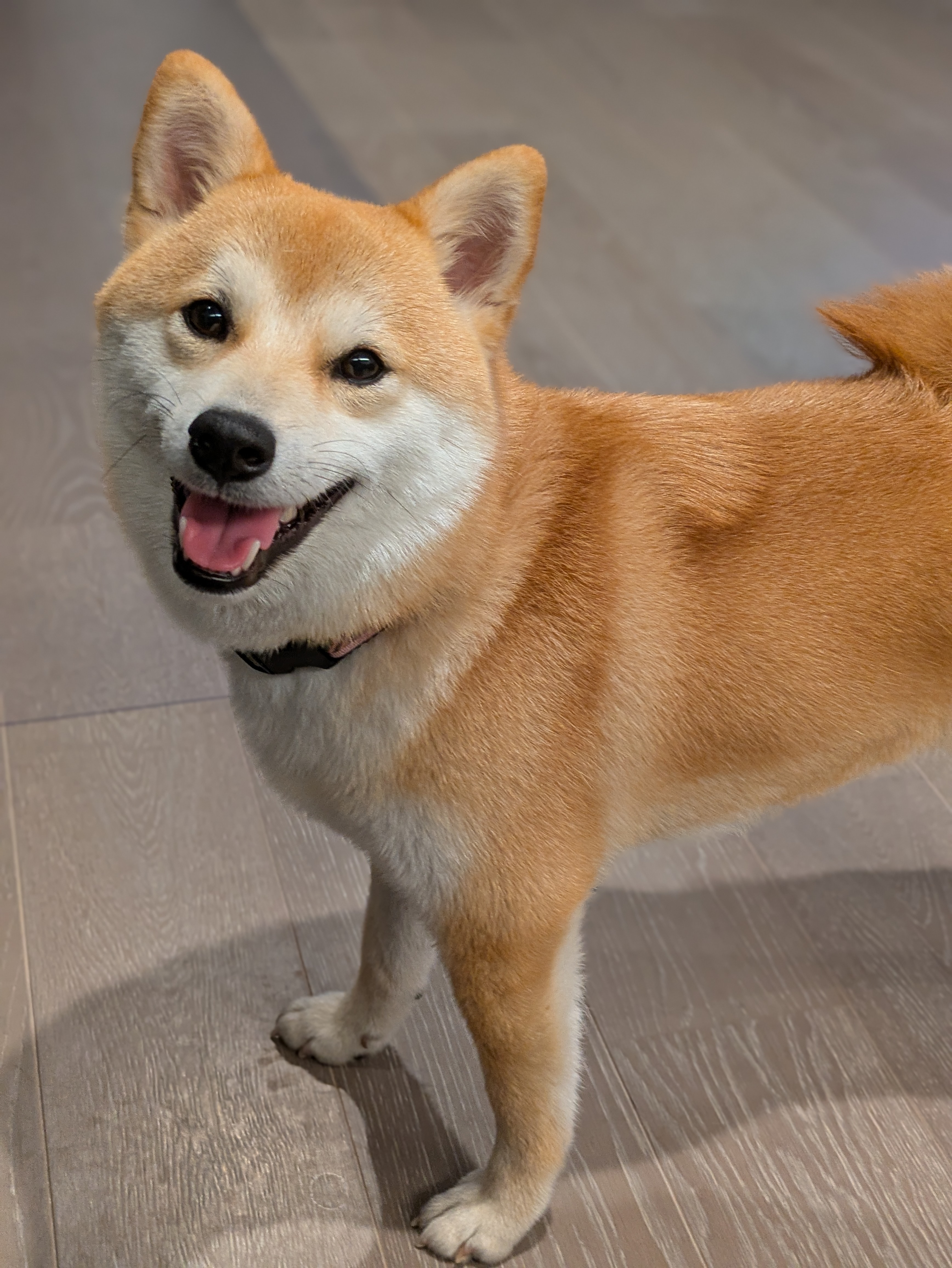 柴犬のダイエット管理｜「ぽっちゃり柴」を健康体型に戻す食事と運動の見直し