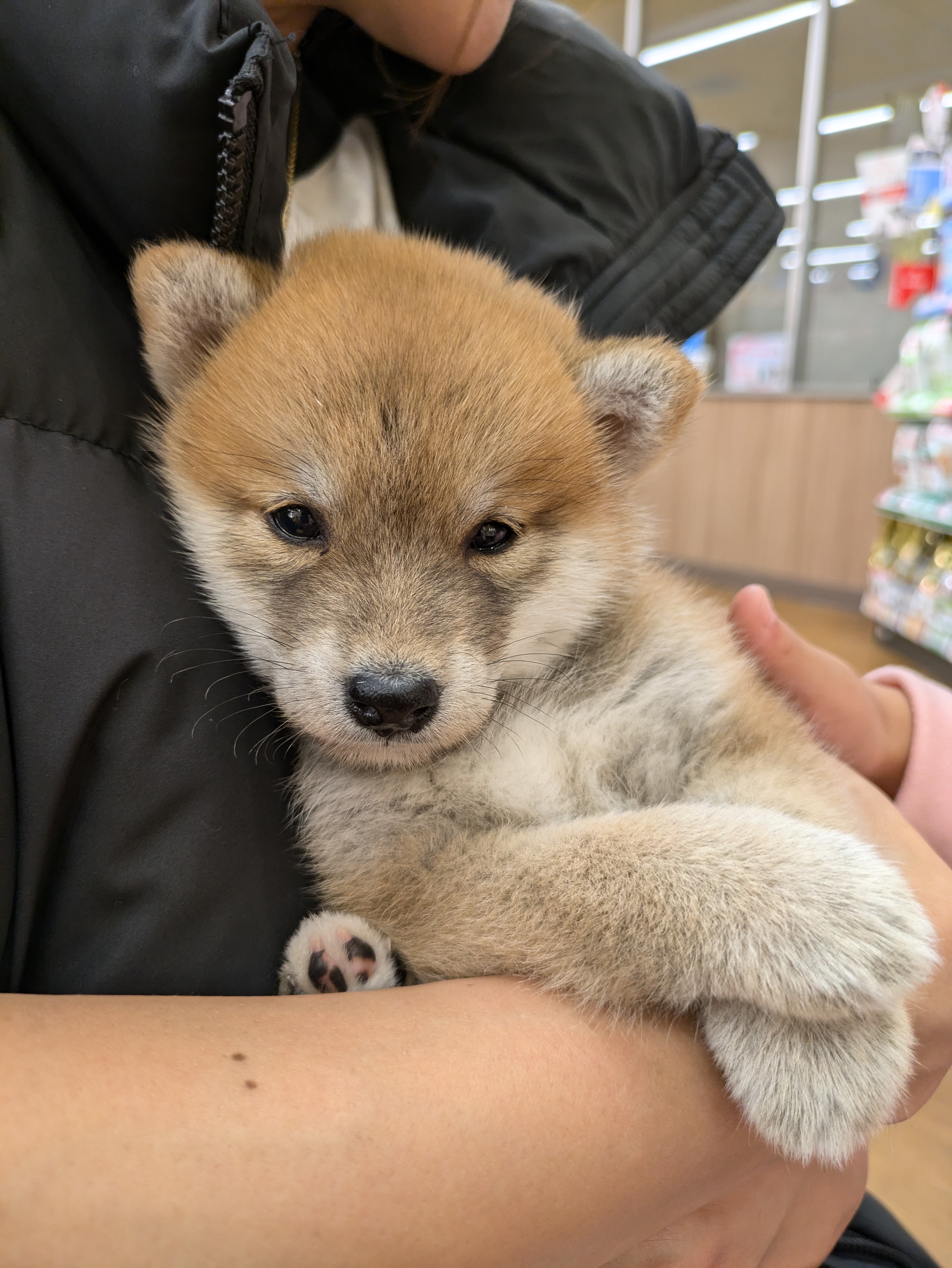 運命の出会い。柴犬のすずが我が家にやってきた日