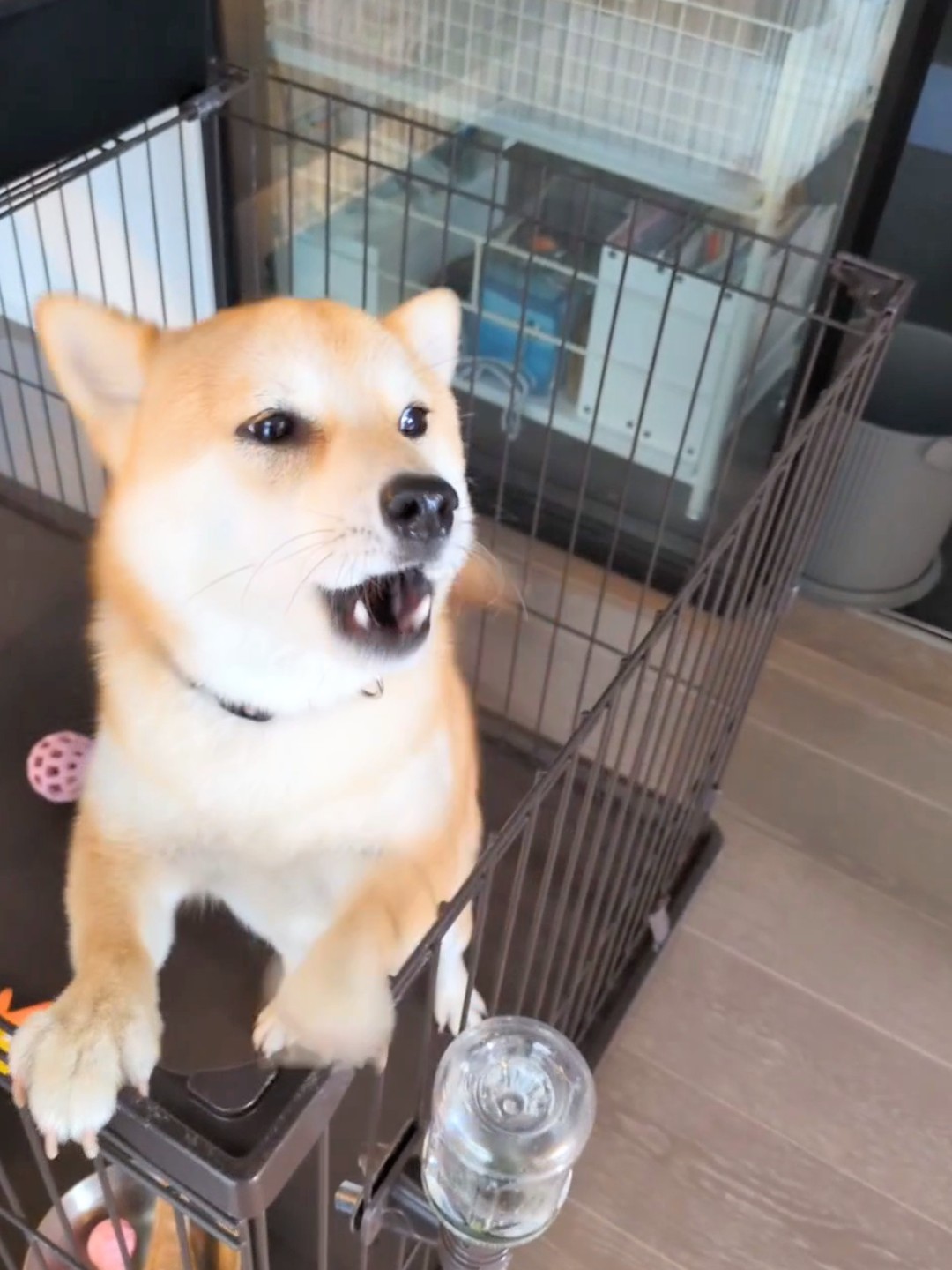 ケージから前足を出すすず