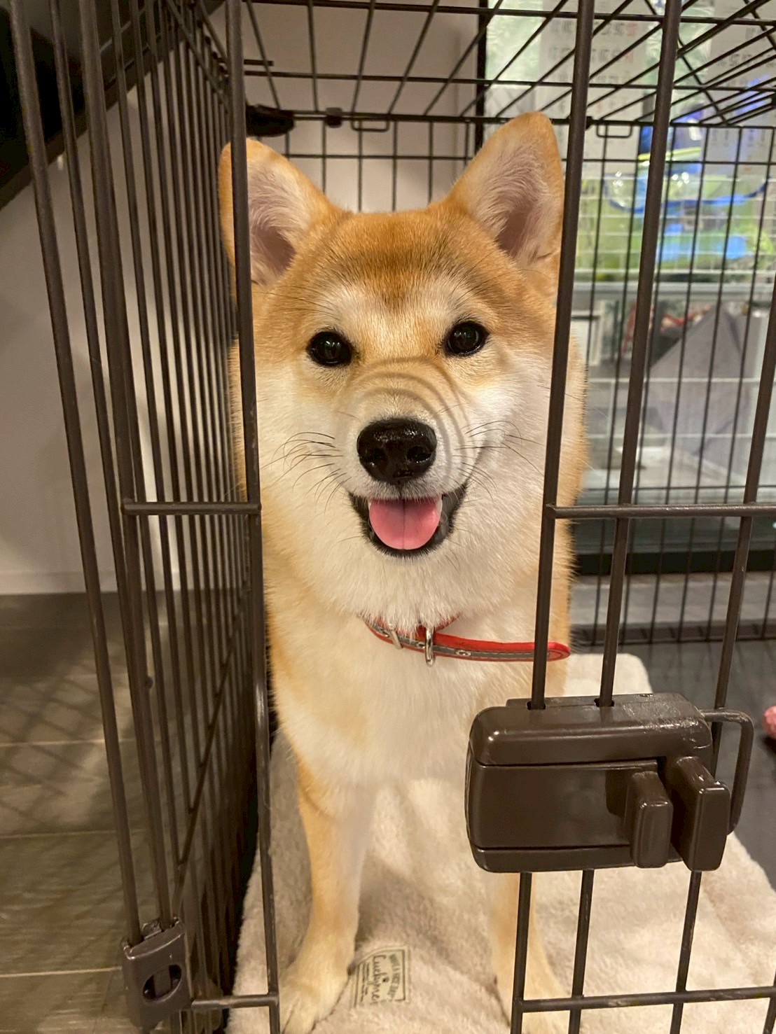 ケージの中から笑顔で見上げるすず