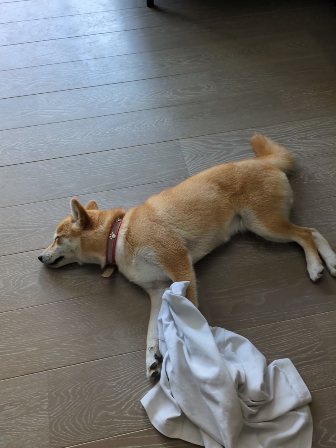 フローリングで伸びきって寝るすず