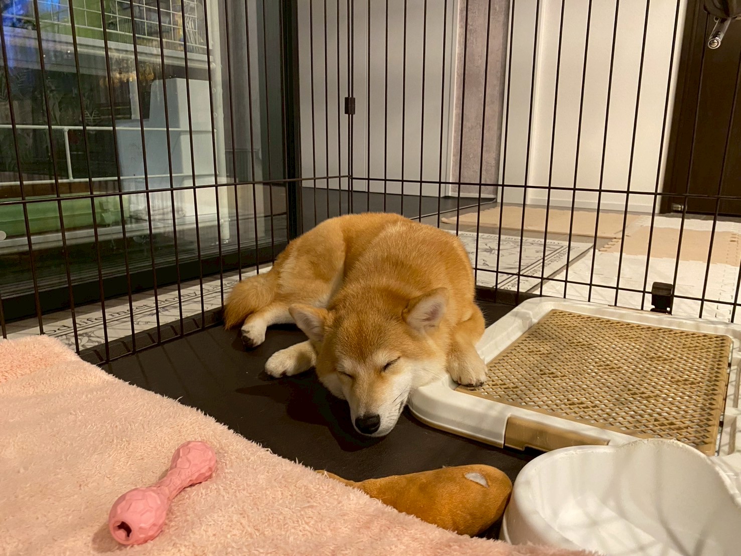 ケージの中で丸くなって眠るすず