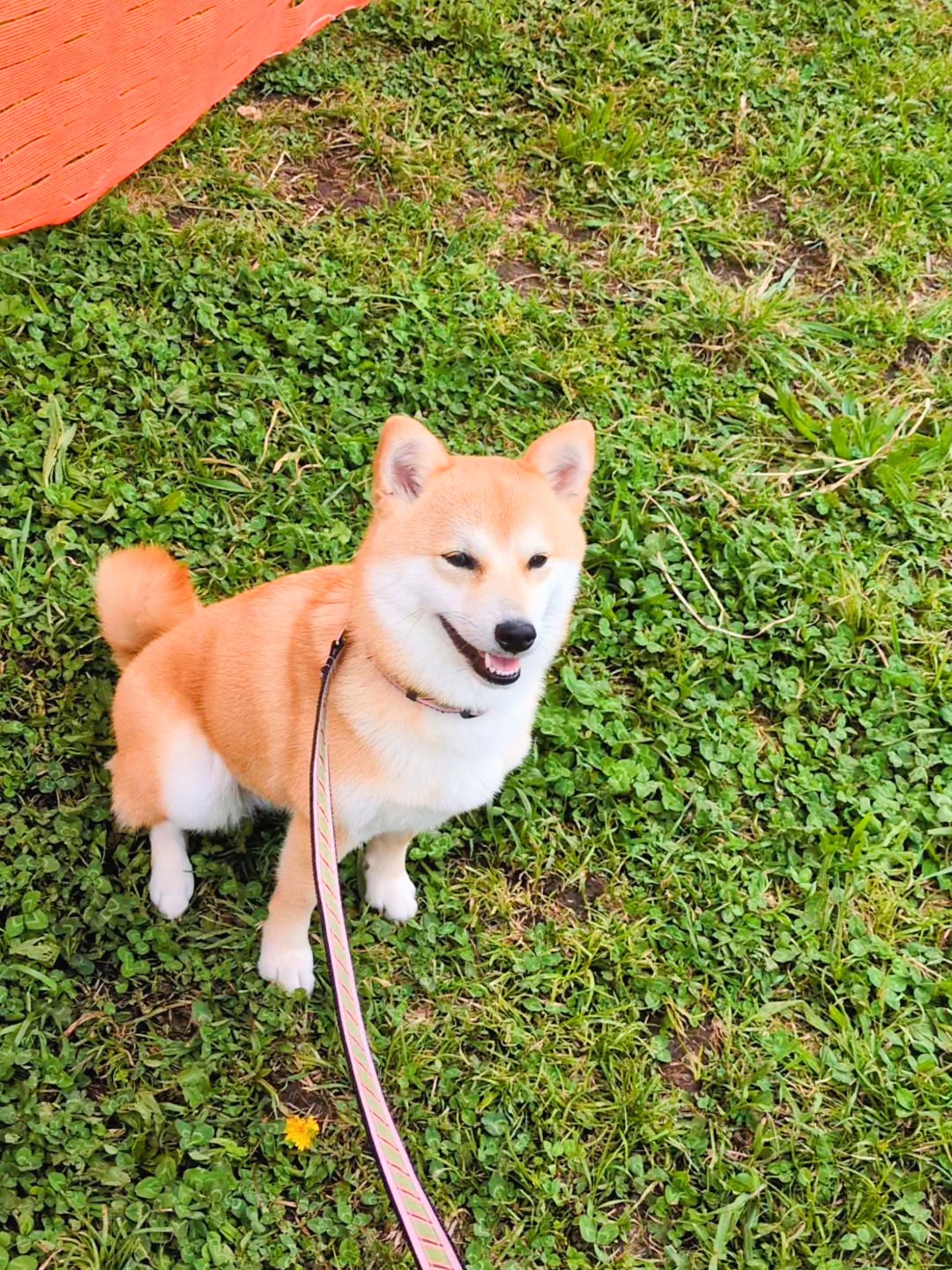 「まて」を完璧にマスターする方法|柴犬の集中力を引き出すコツ