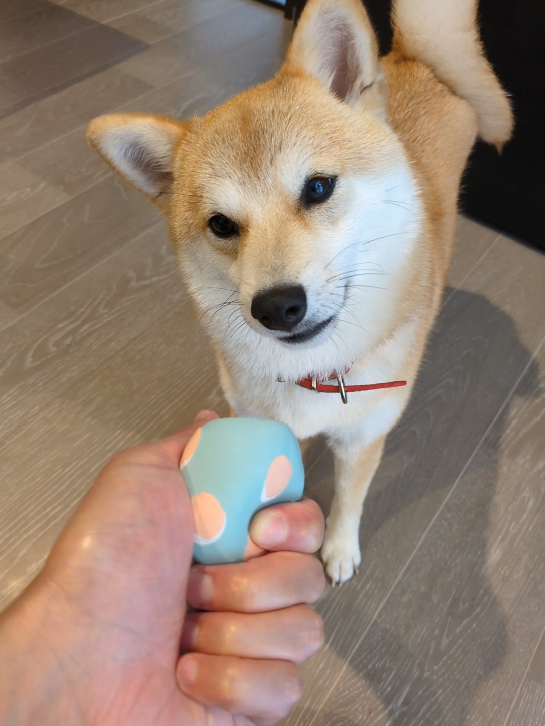 ボールを差し出されるすず