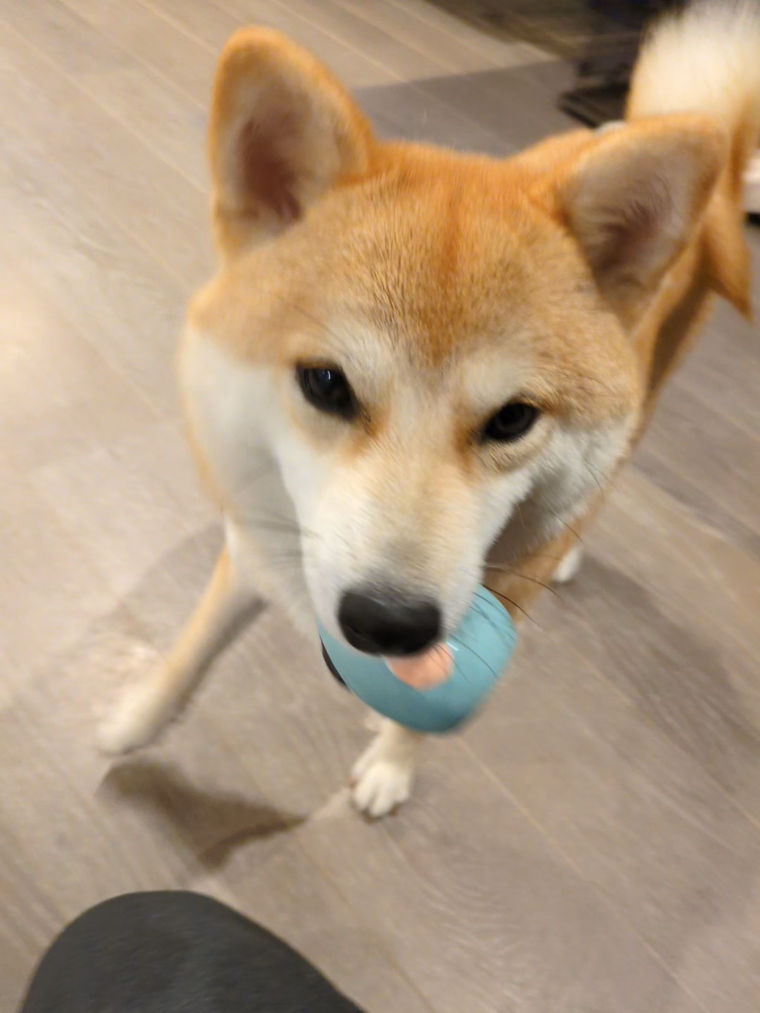 ボールを咥えて戻ってきたすず