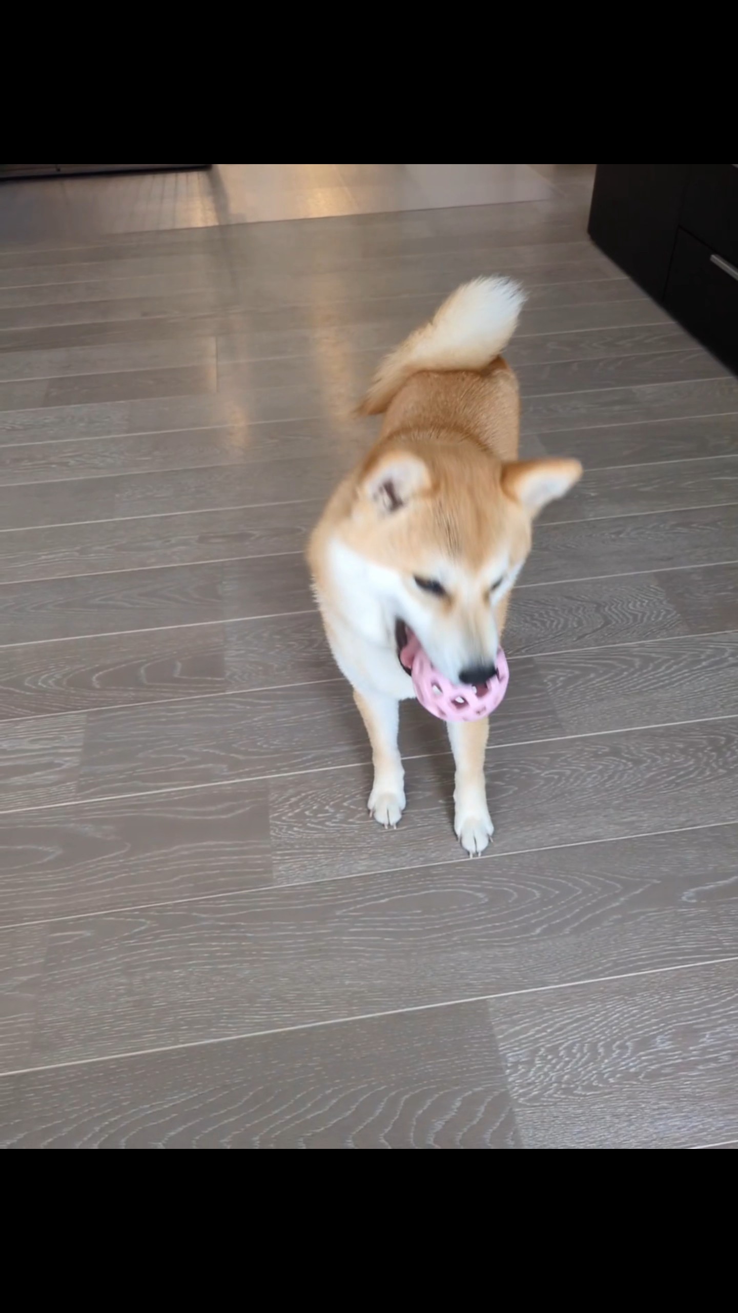 ボールを咥えるすず